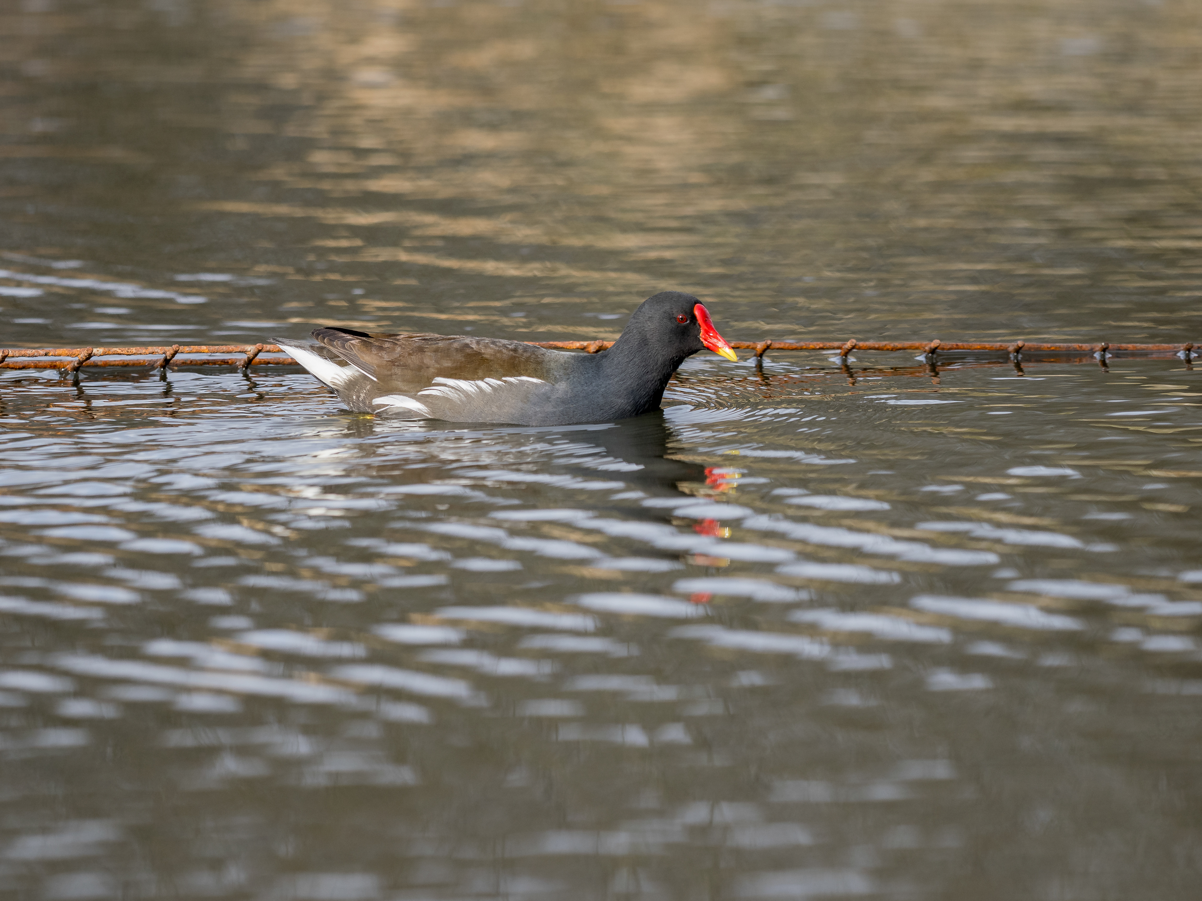 poule d'eau