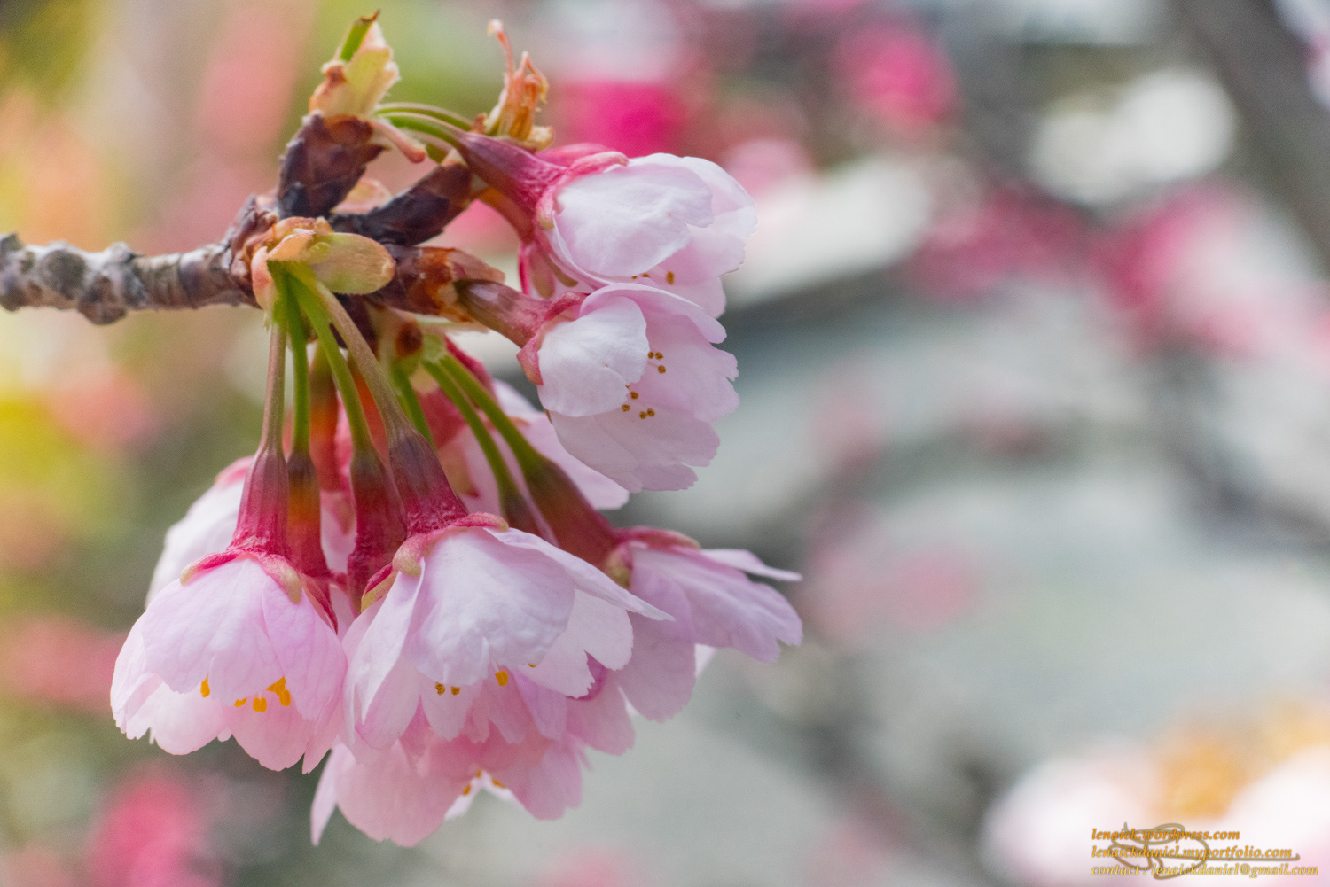 Premières fleurs de cerisiers, au Ryozen Kannon