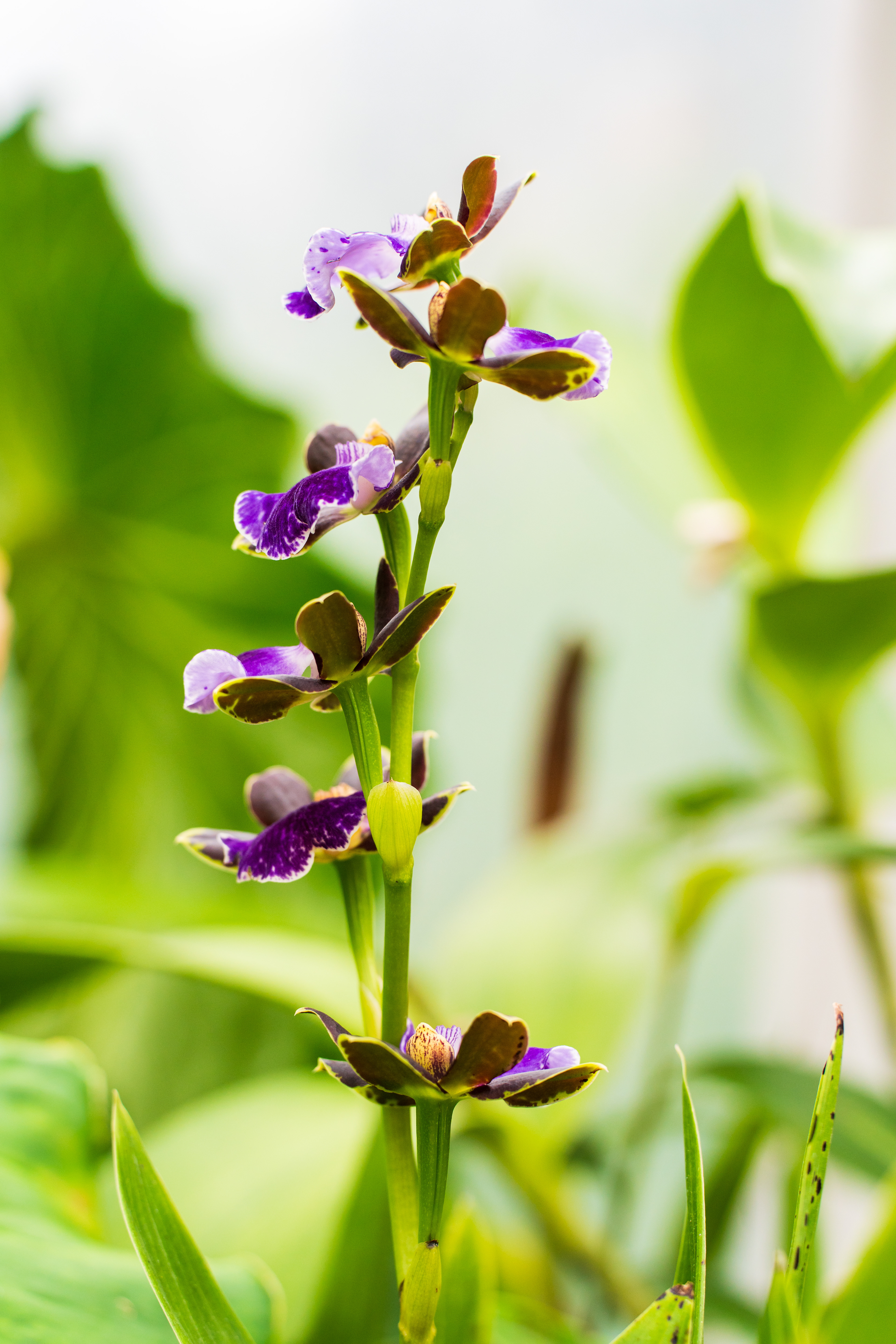 jardin des orchidées