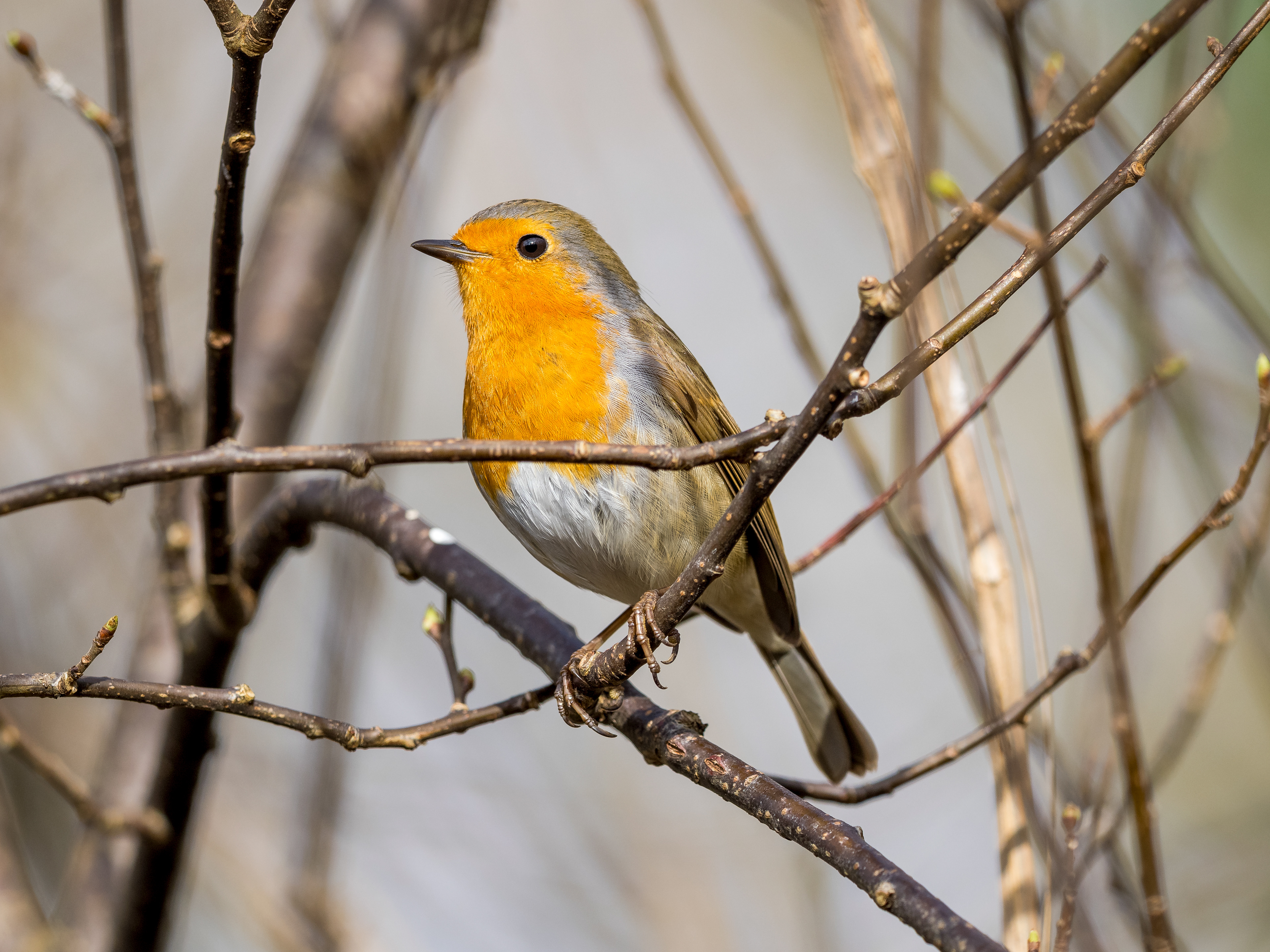 Rouge-Gorge