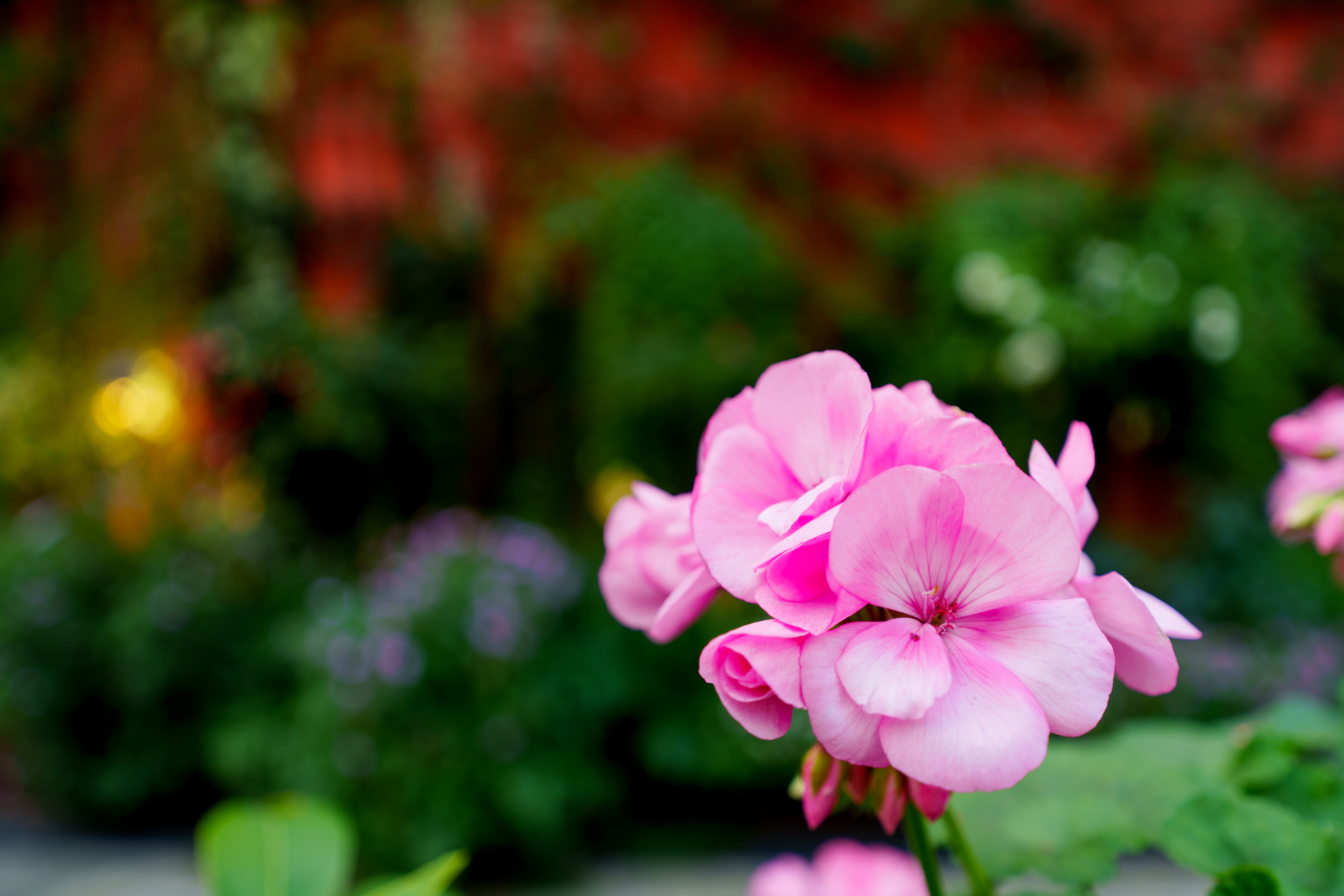 Flower Dome