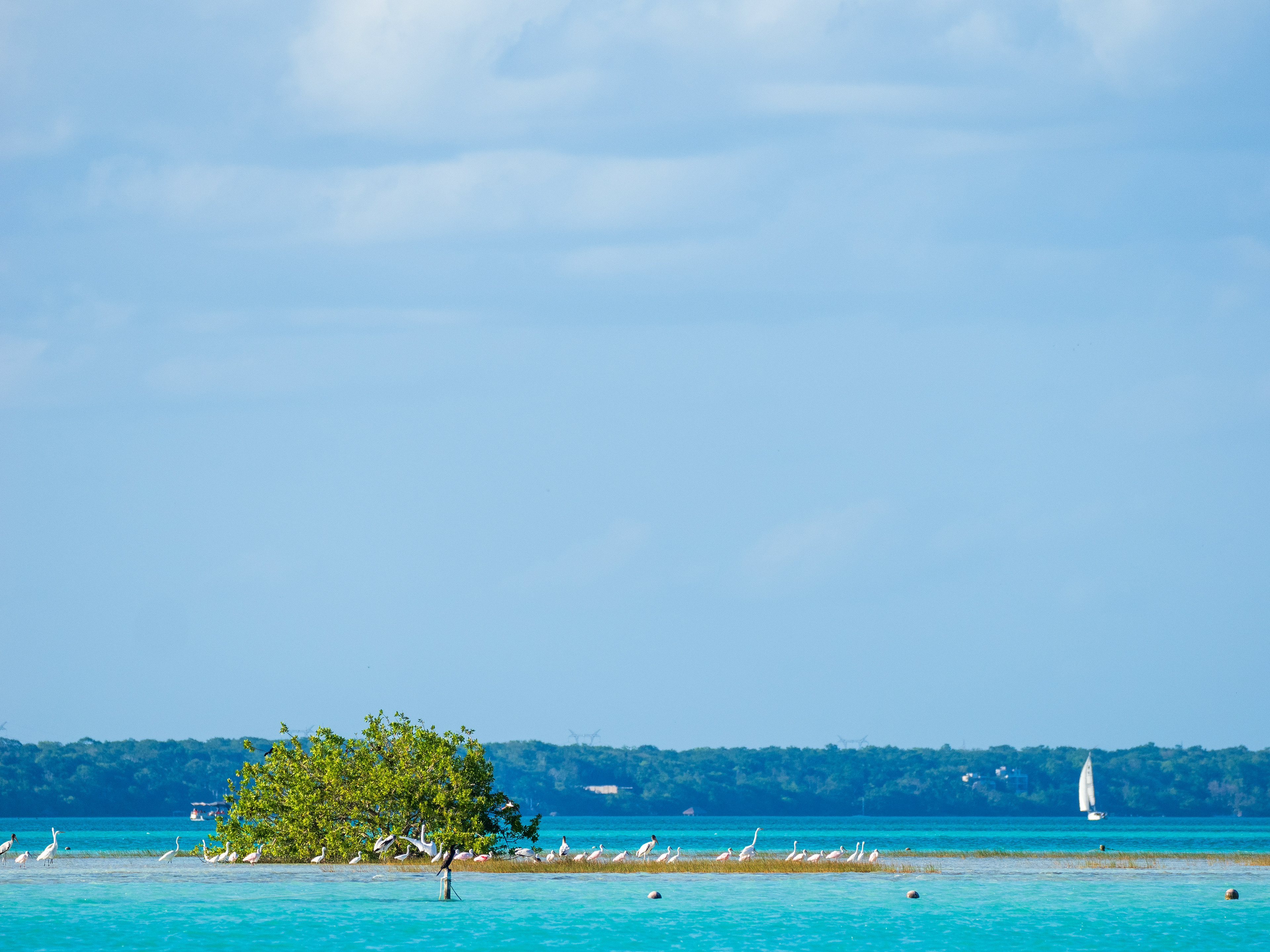 retour vers l'île aux oiseaux