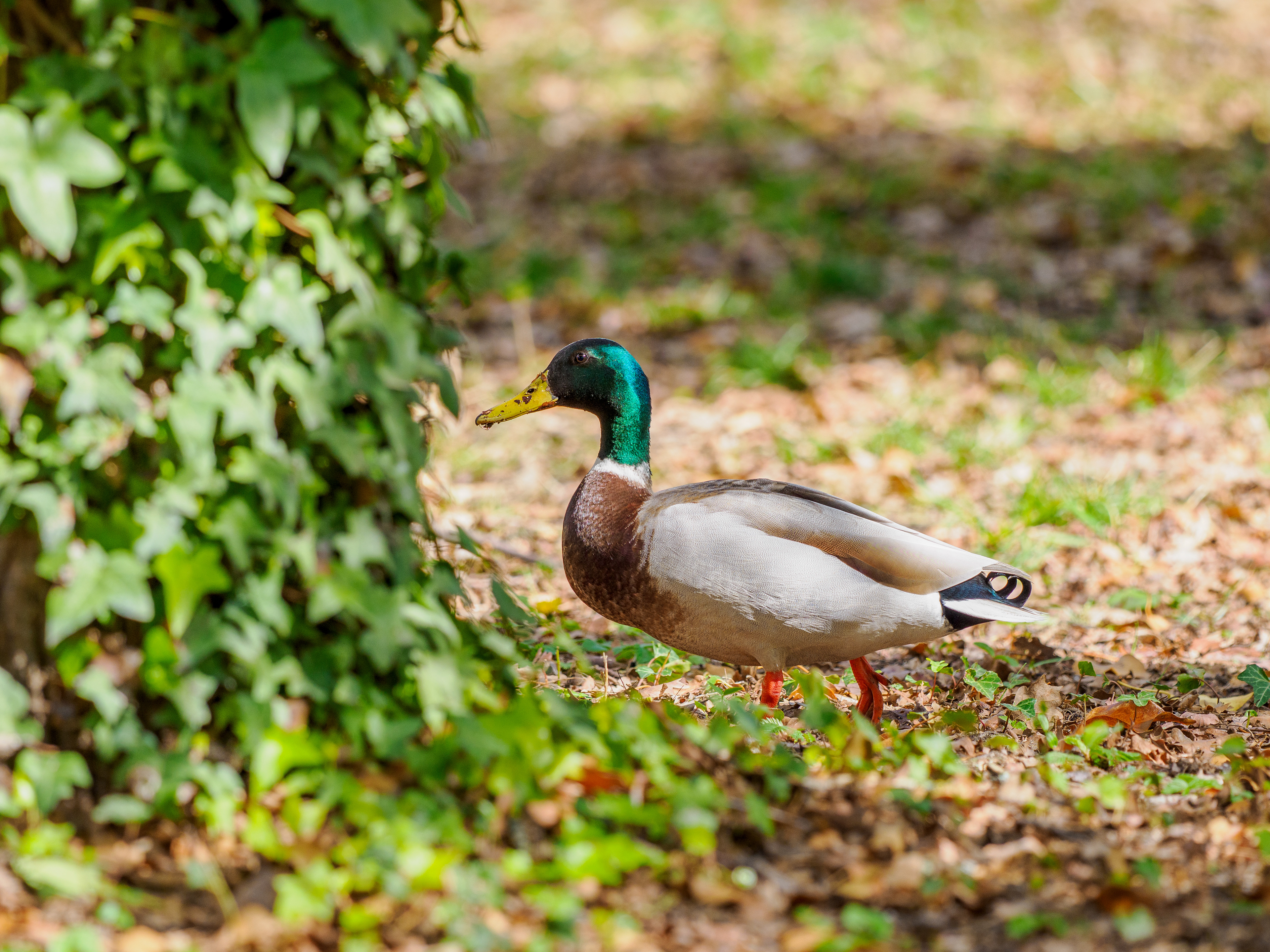 colvert