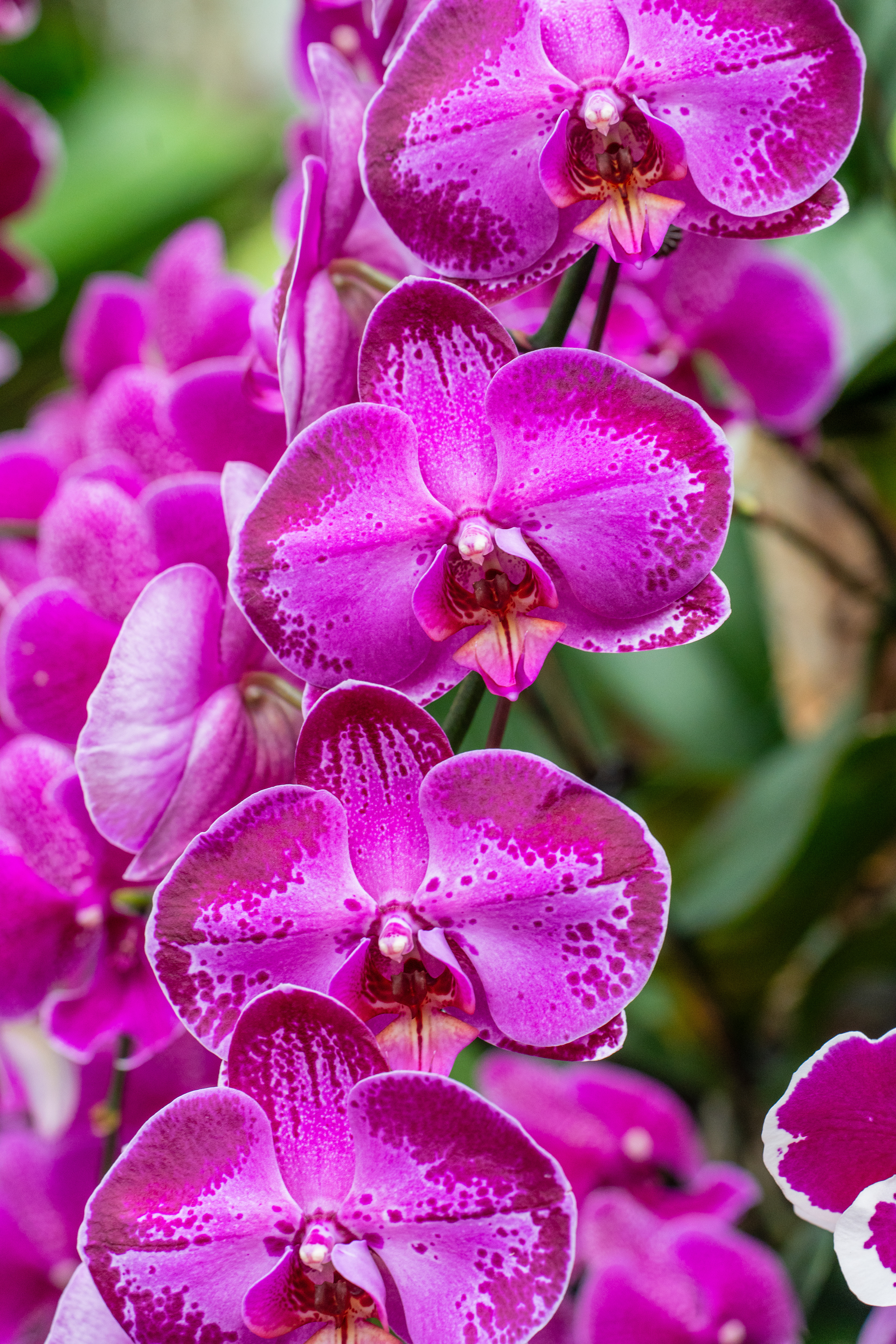 jardin des orchidées