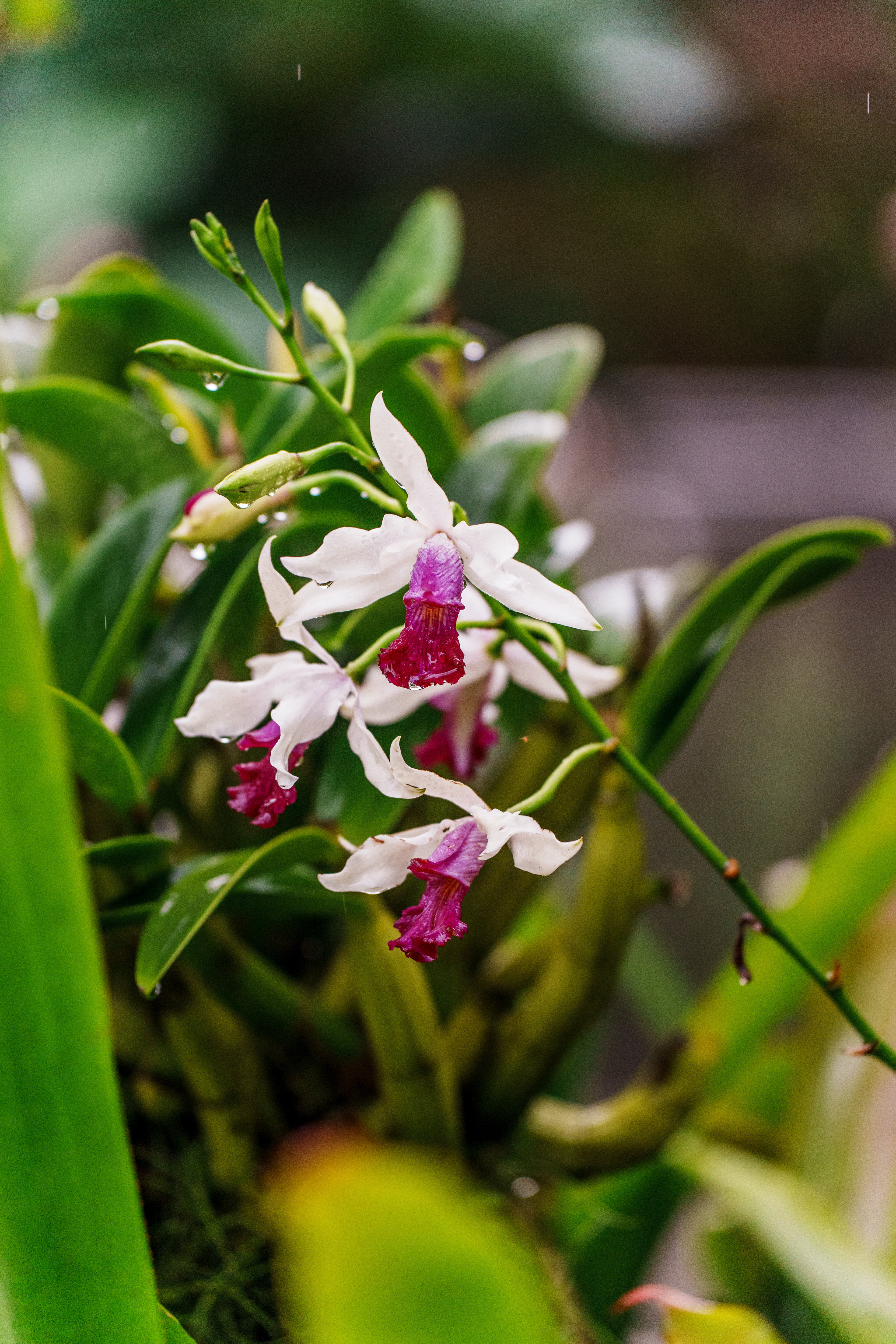 jardin des orchidées