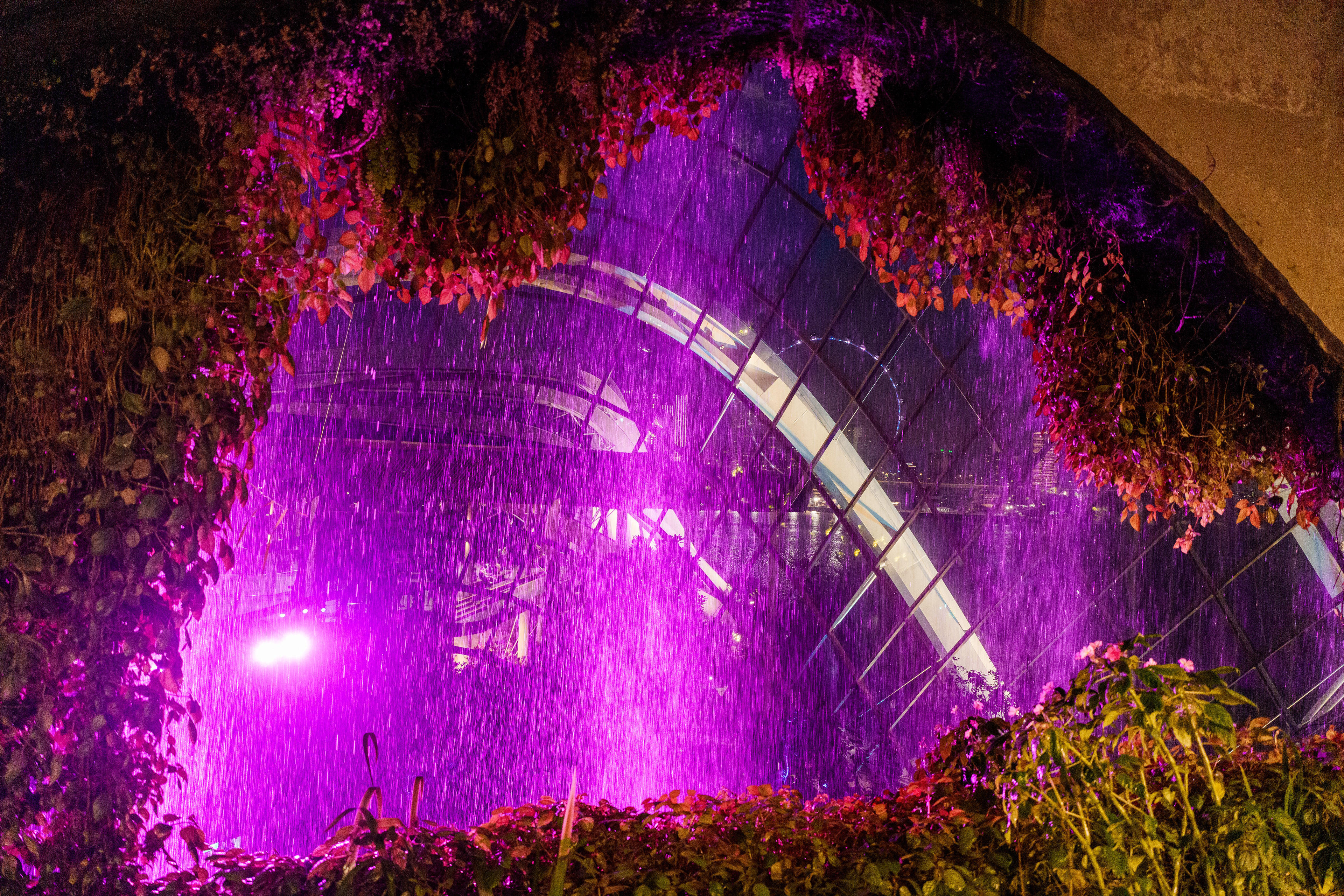 Cloud Forest