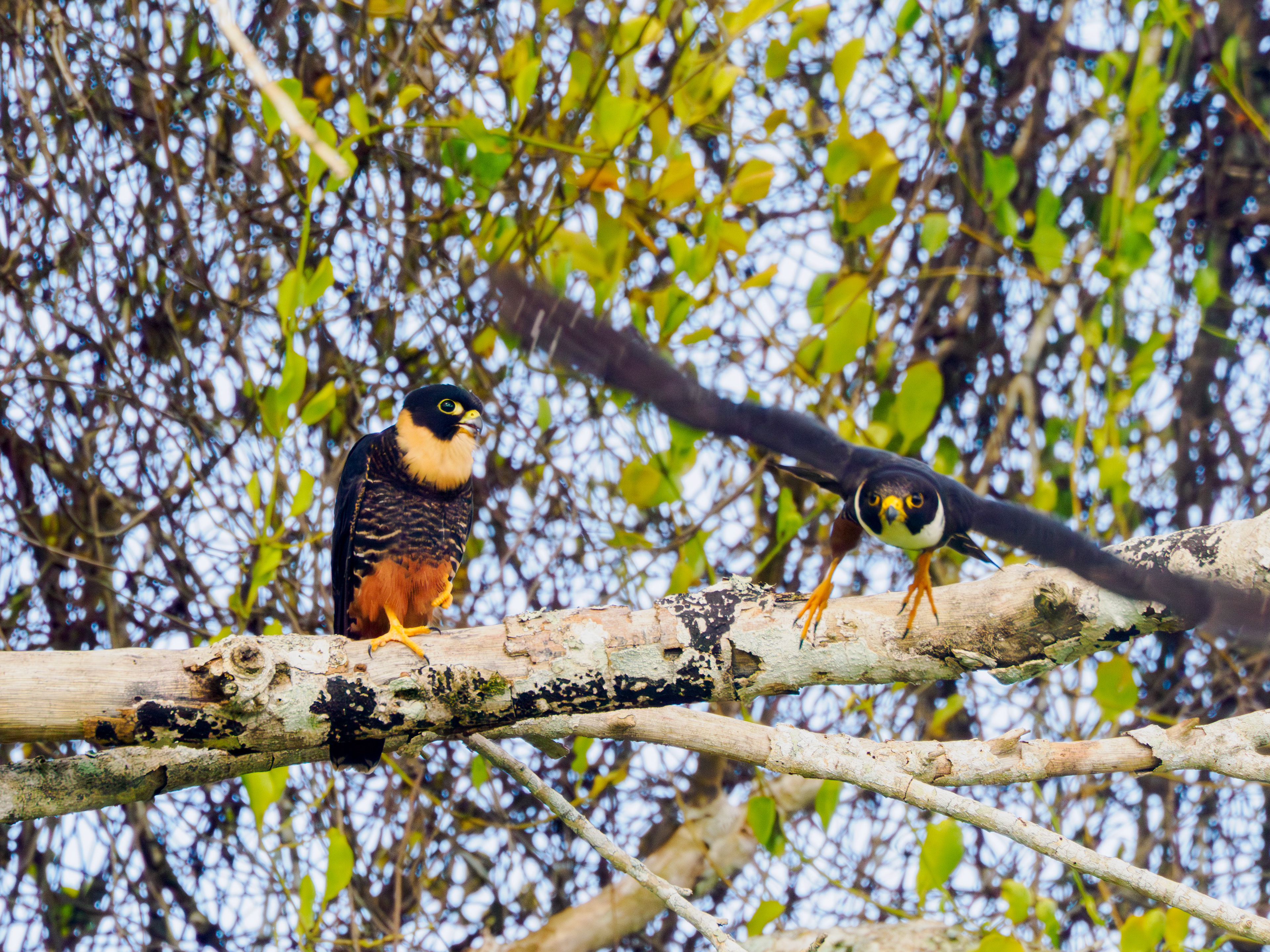 Les temples perdus dans la jungle sont ceux des meilleurs rencontres