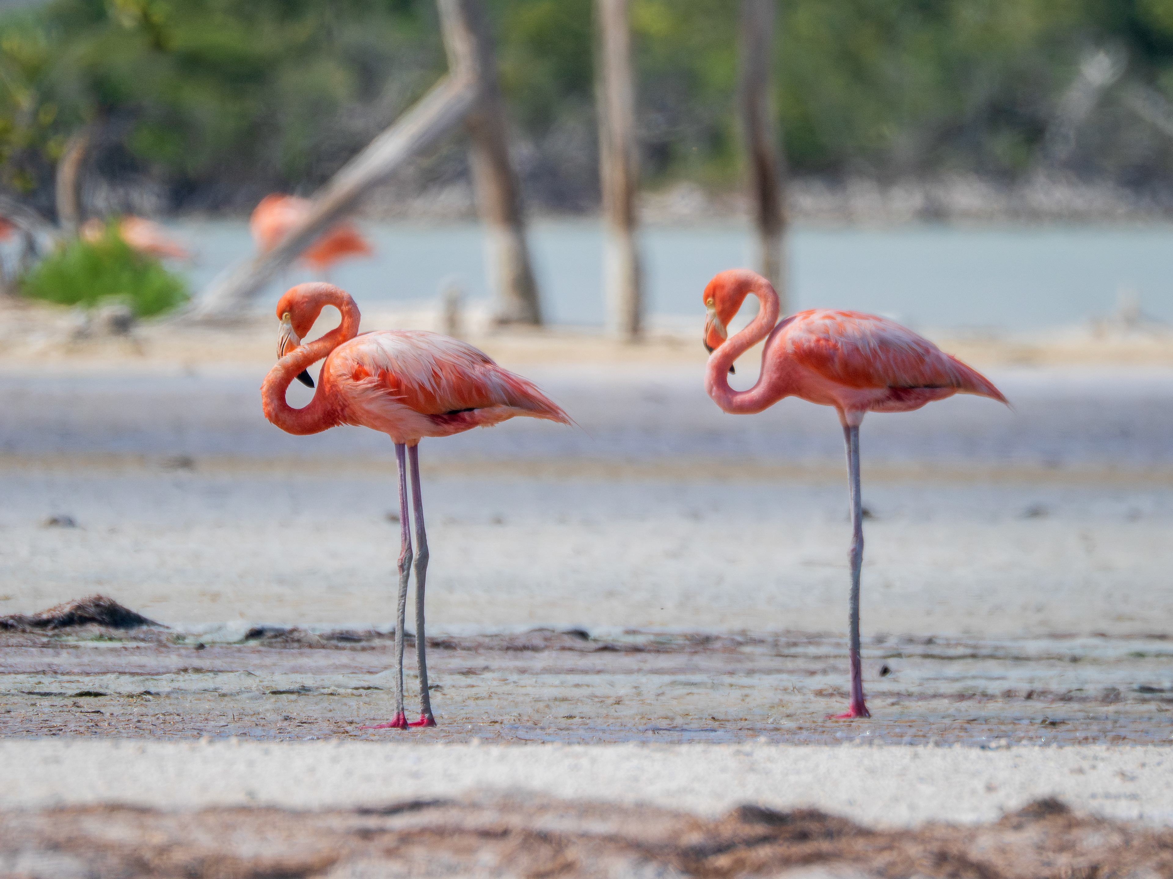 flamands roses