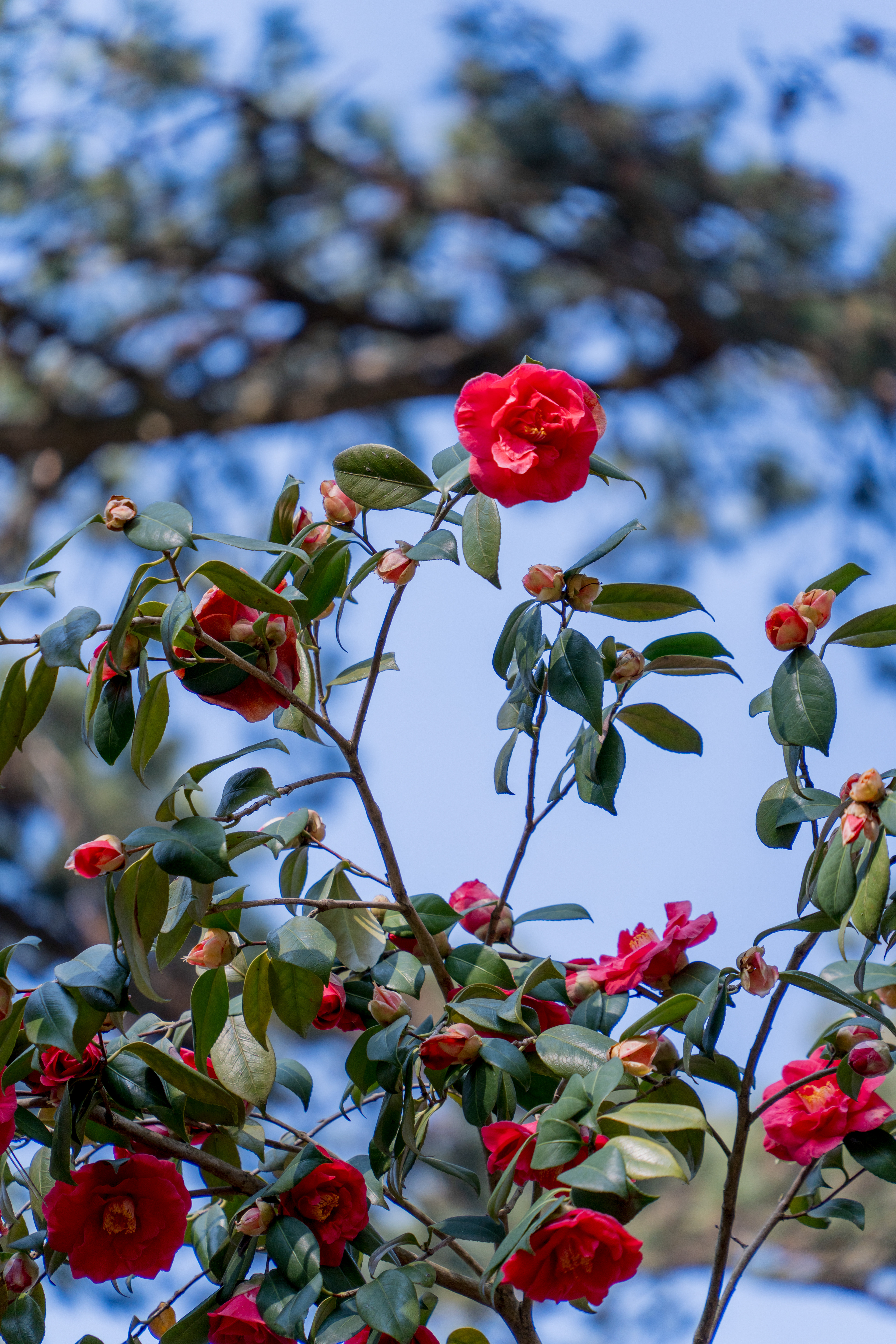 le printemps arrive
