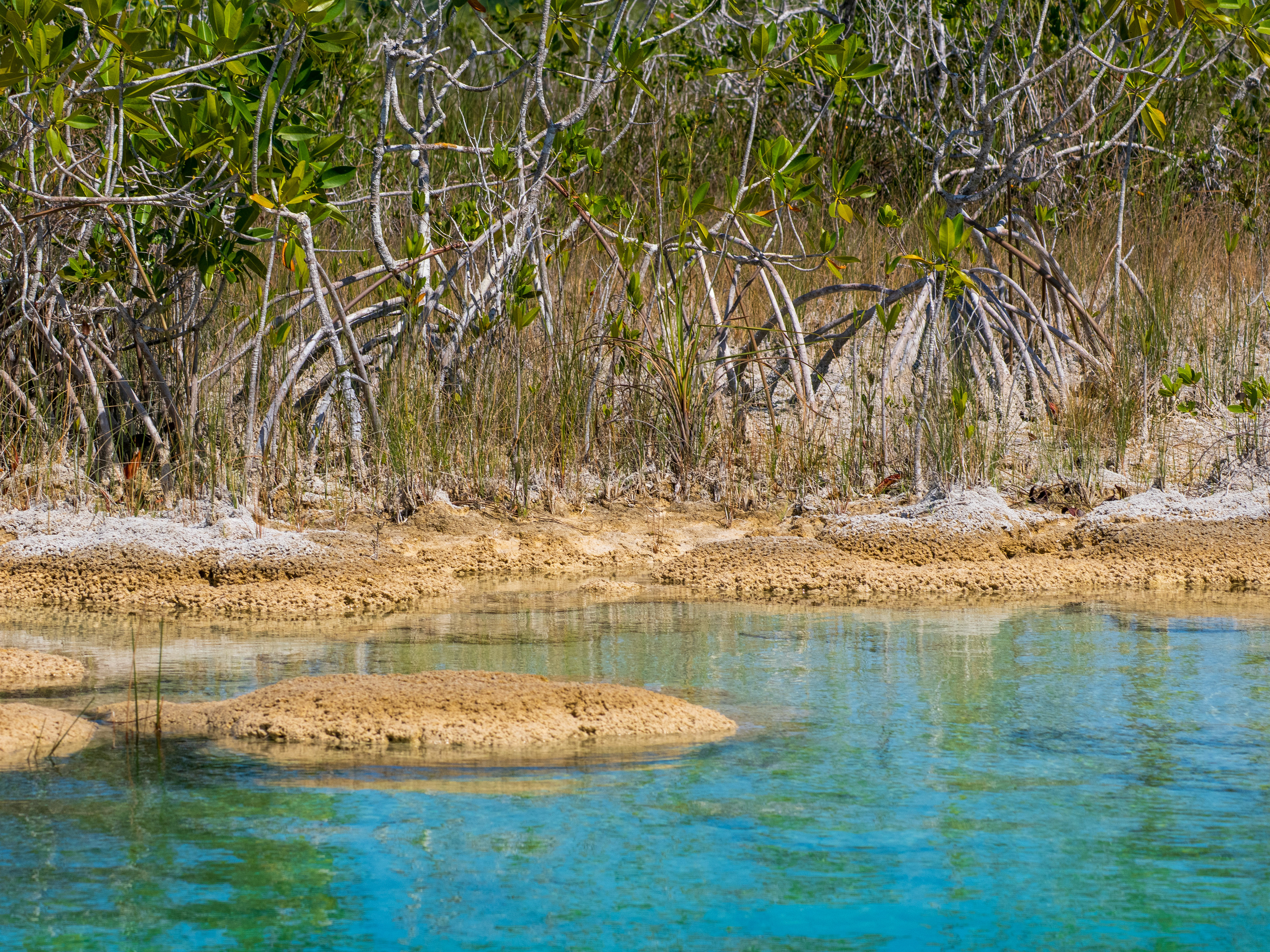 mangrove et stromatolites