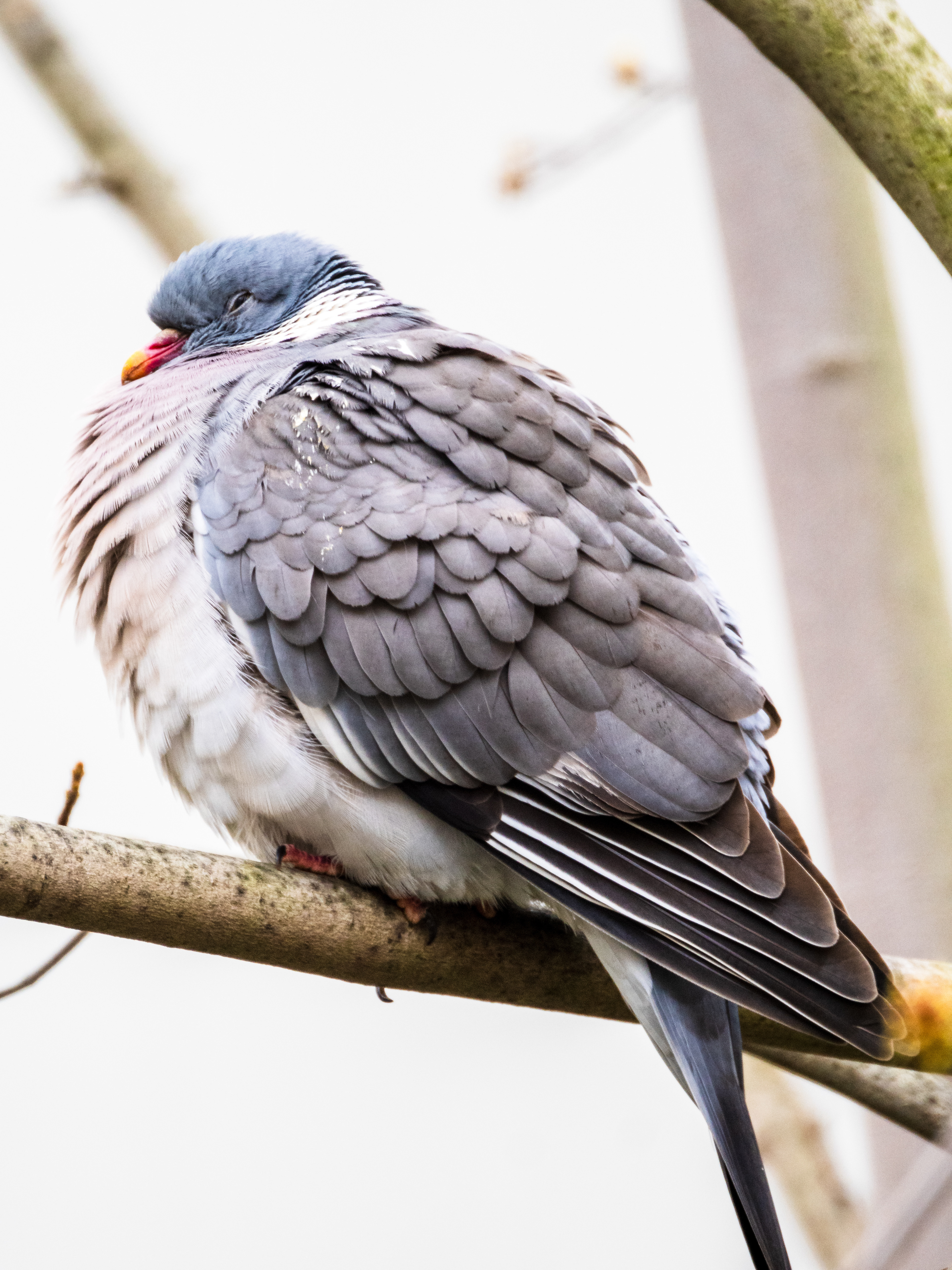 pigeons dans Paris