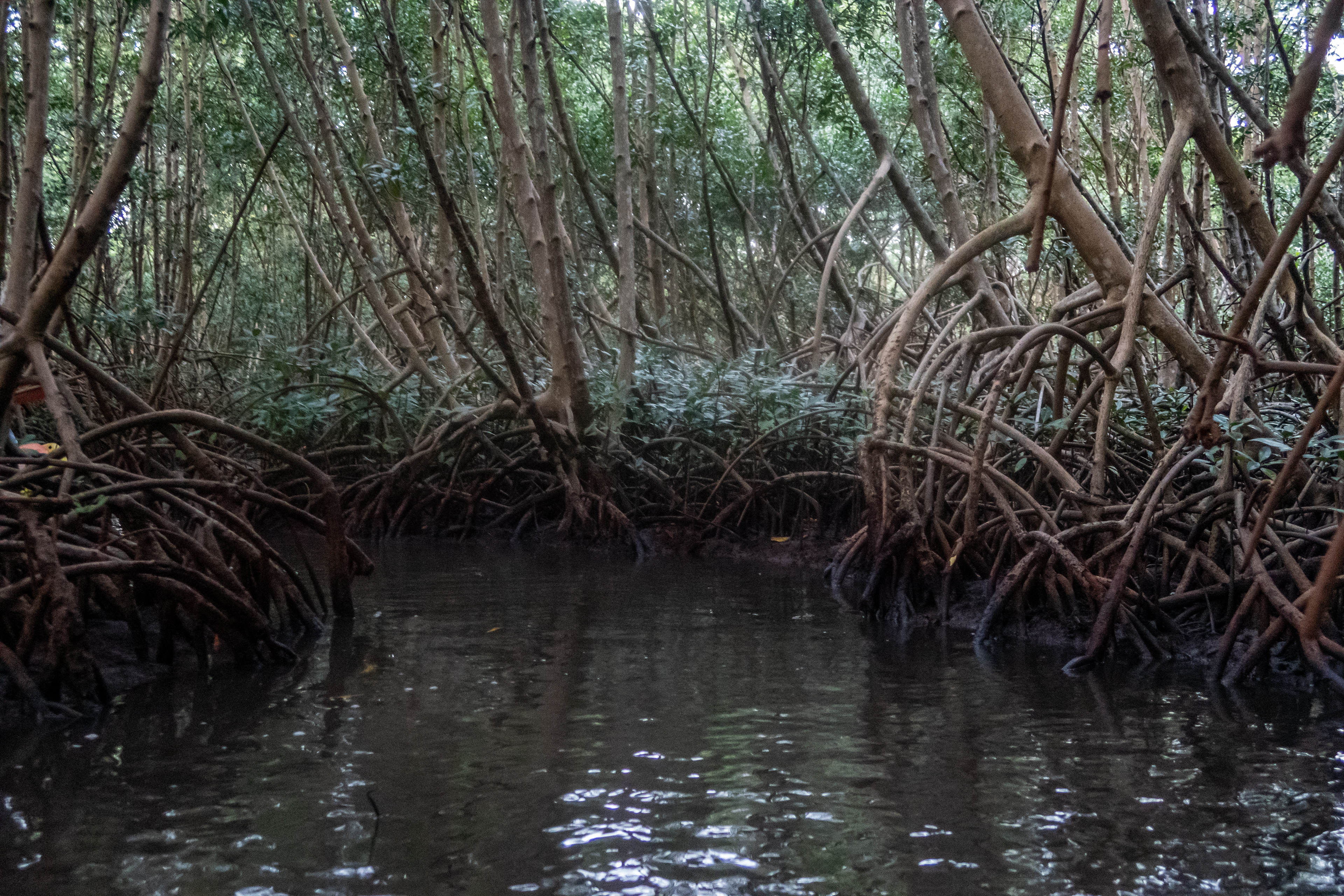 mangrove