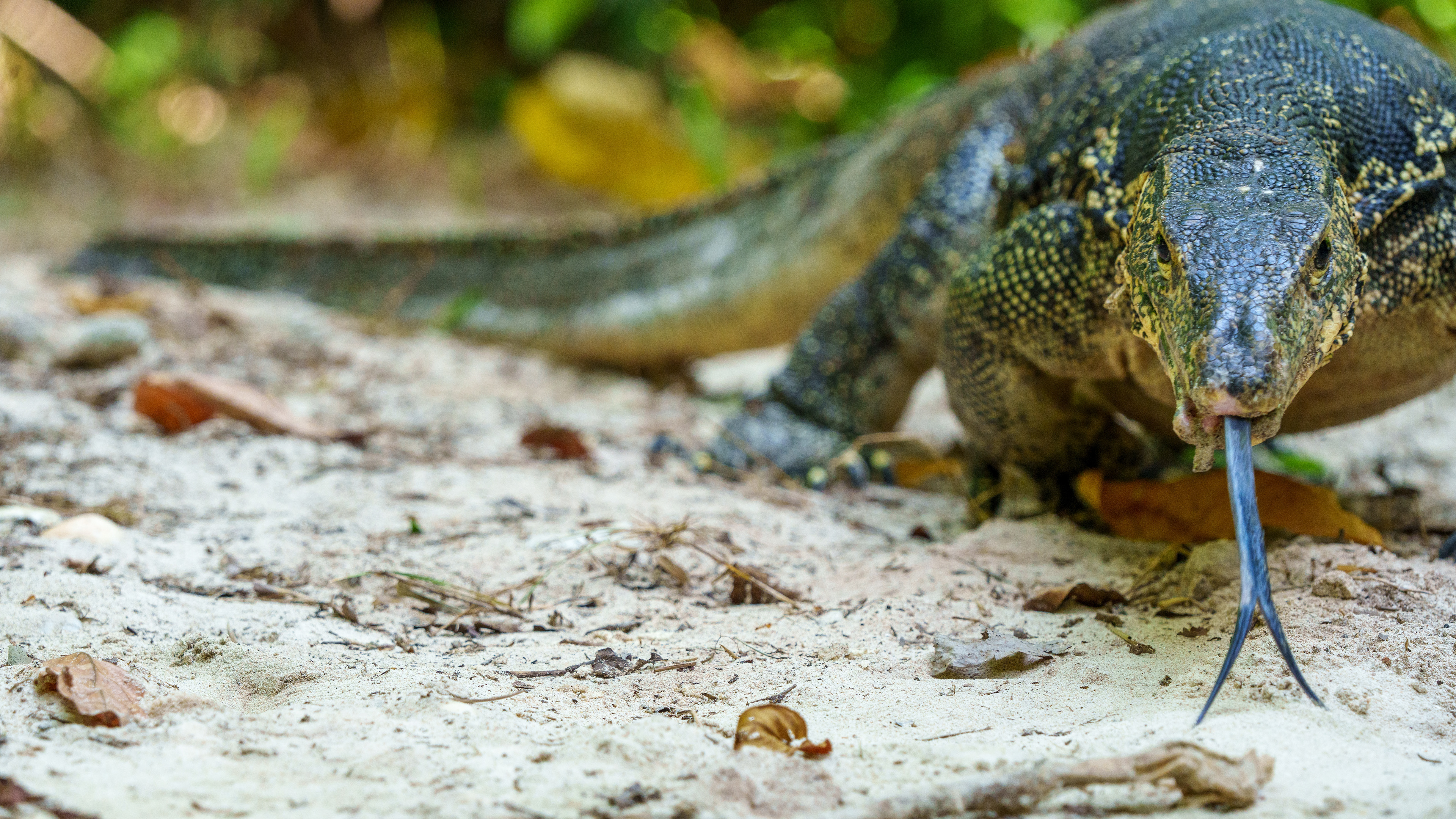 Un varan pas farouche entre la plage et la forêt