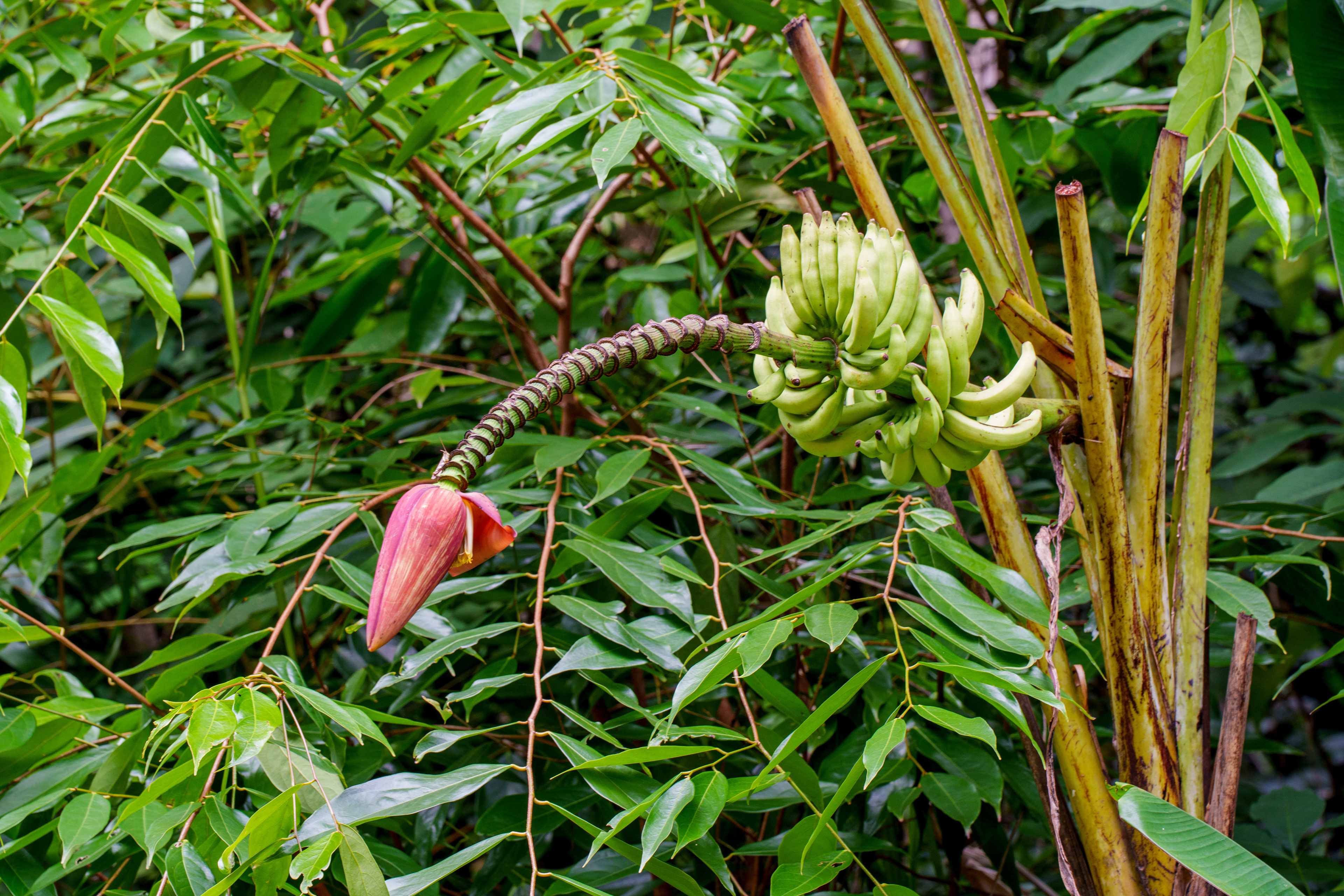 Bananes