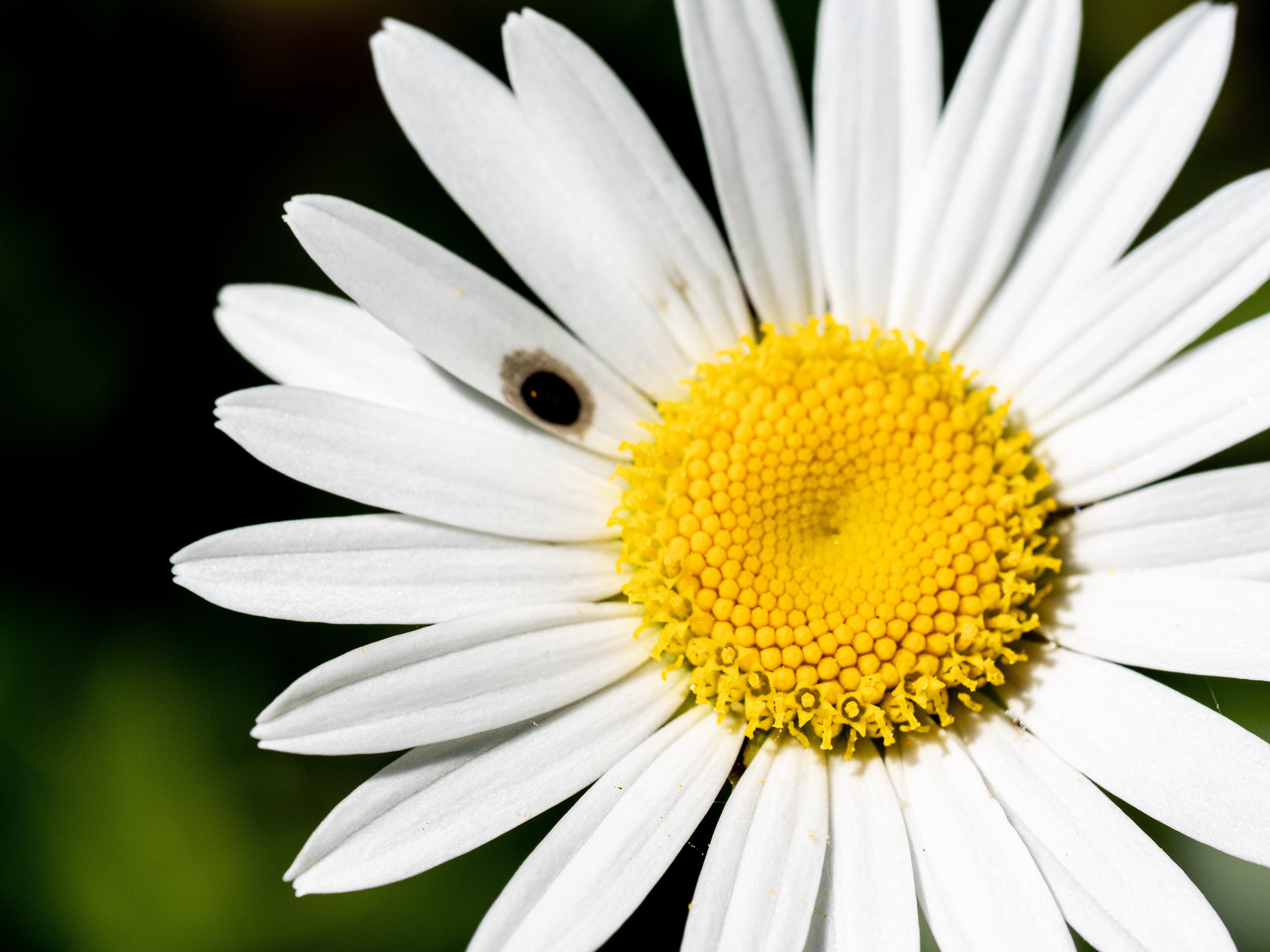 Pâquerette du printemps 2021