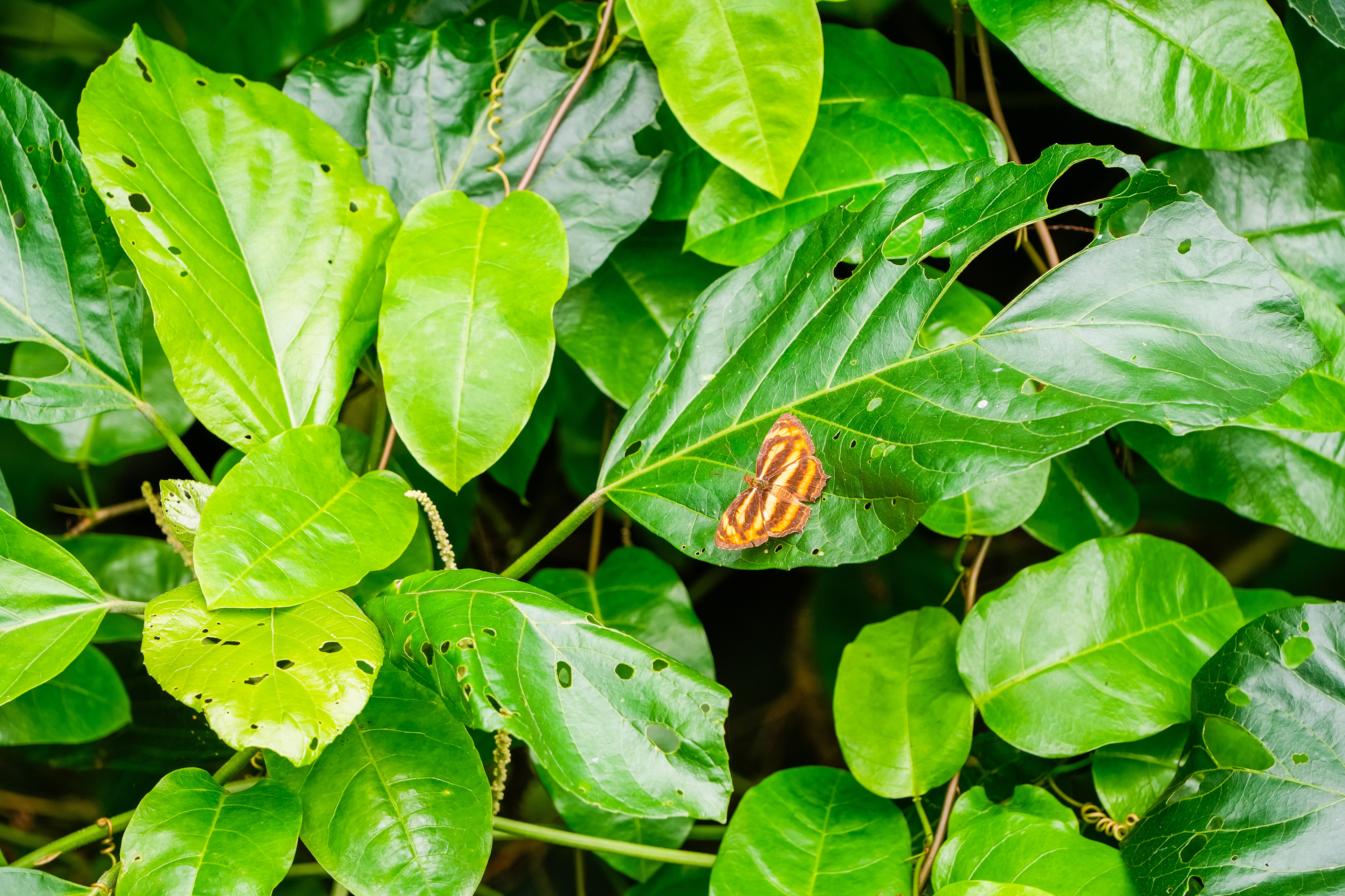 papillon