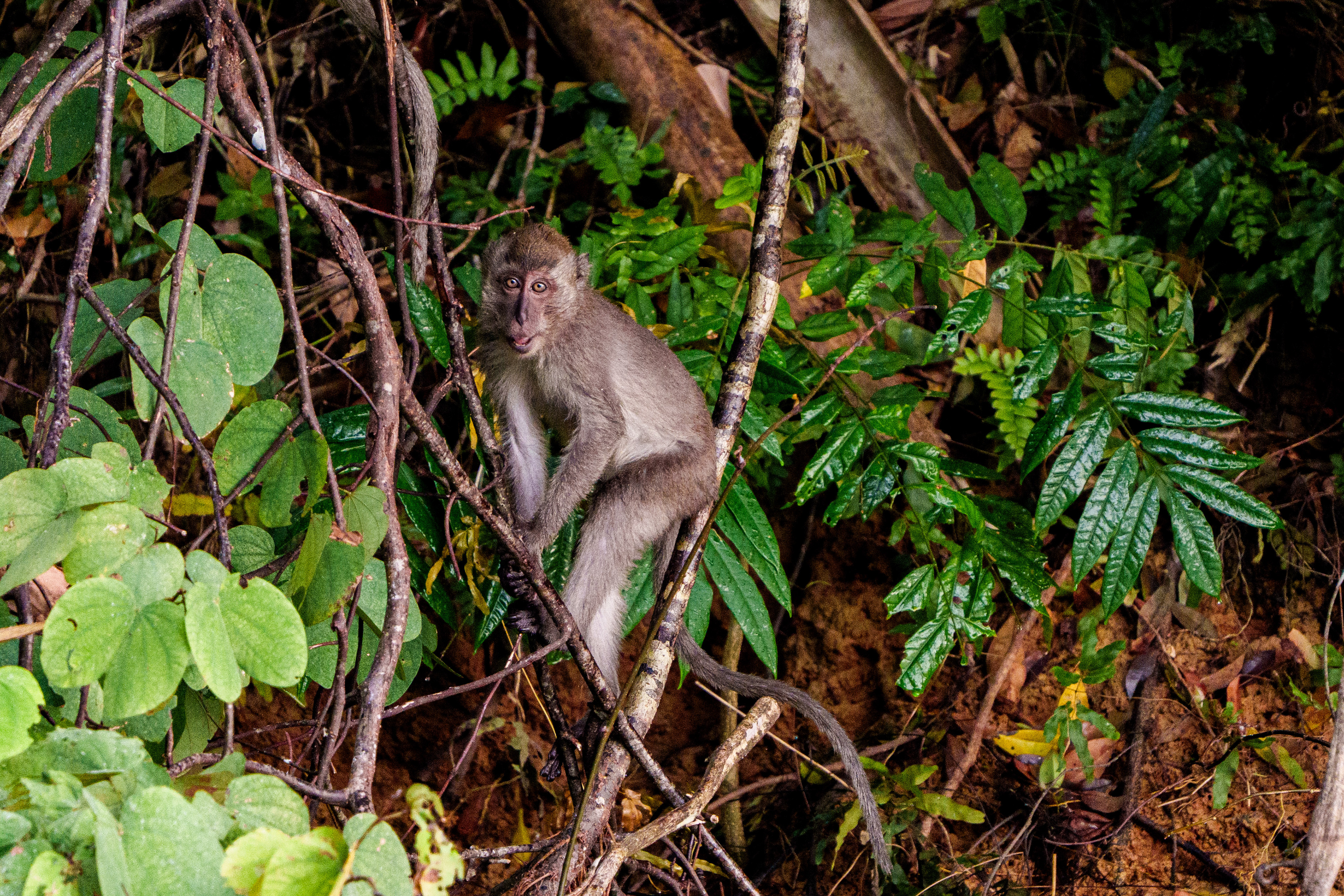 macaque