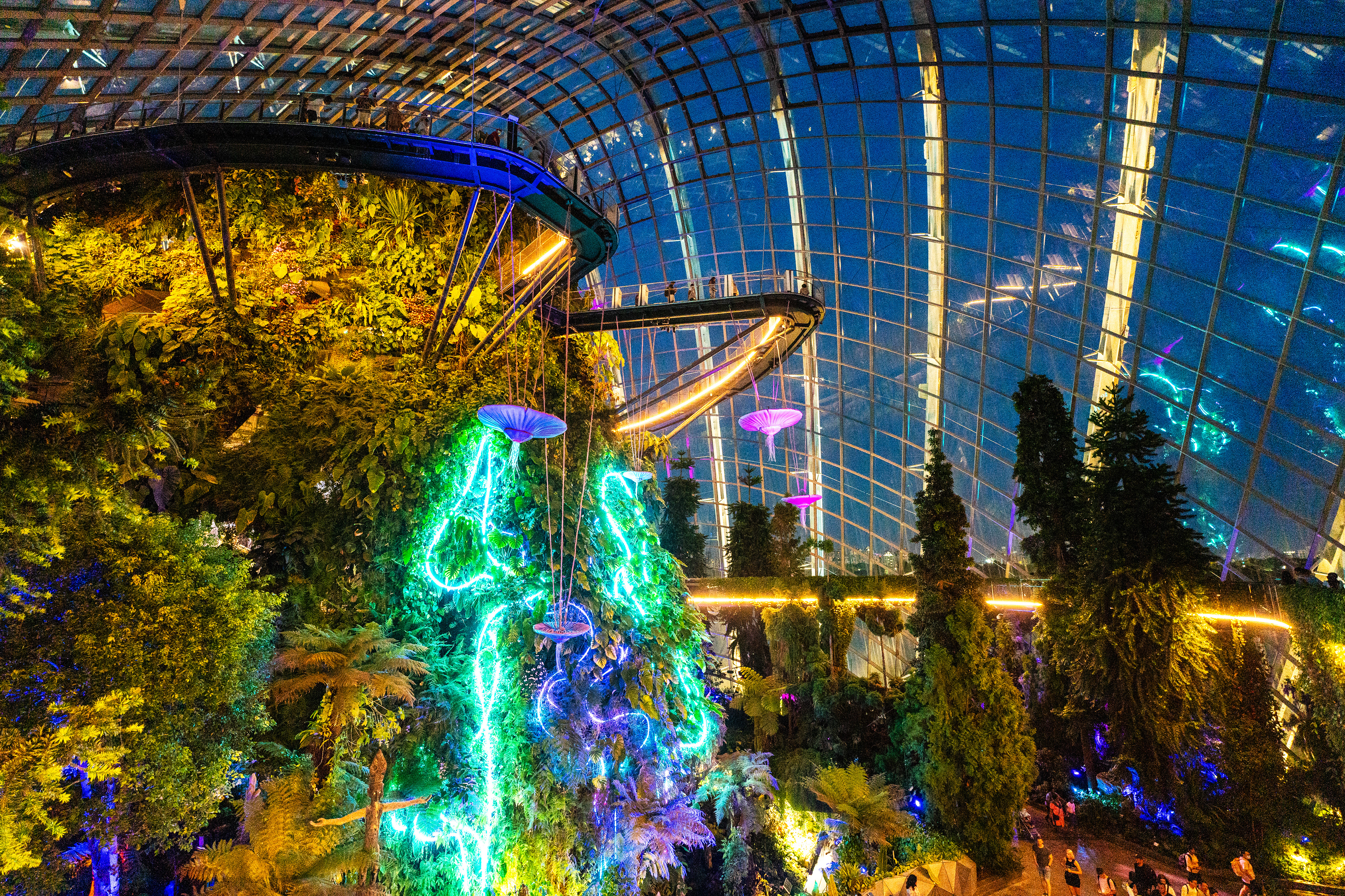 Cloud Forest
