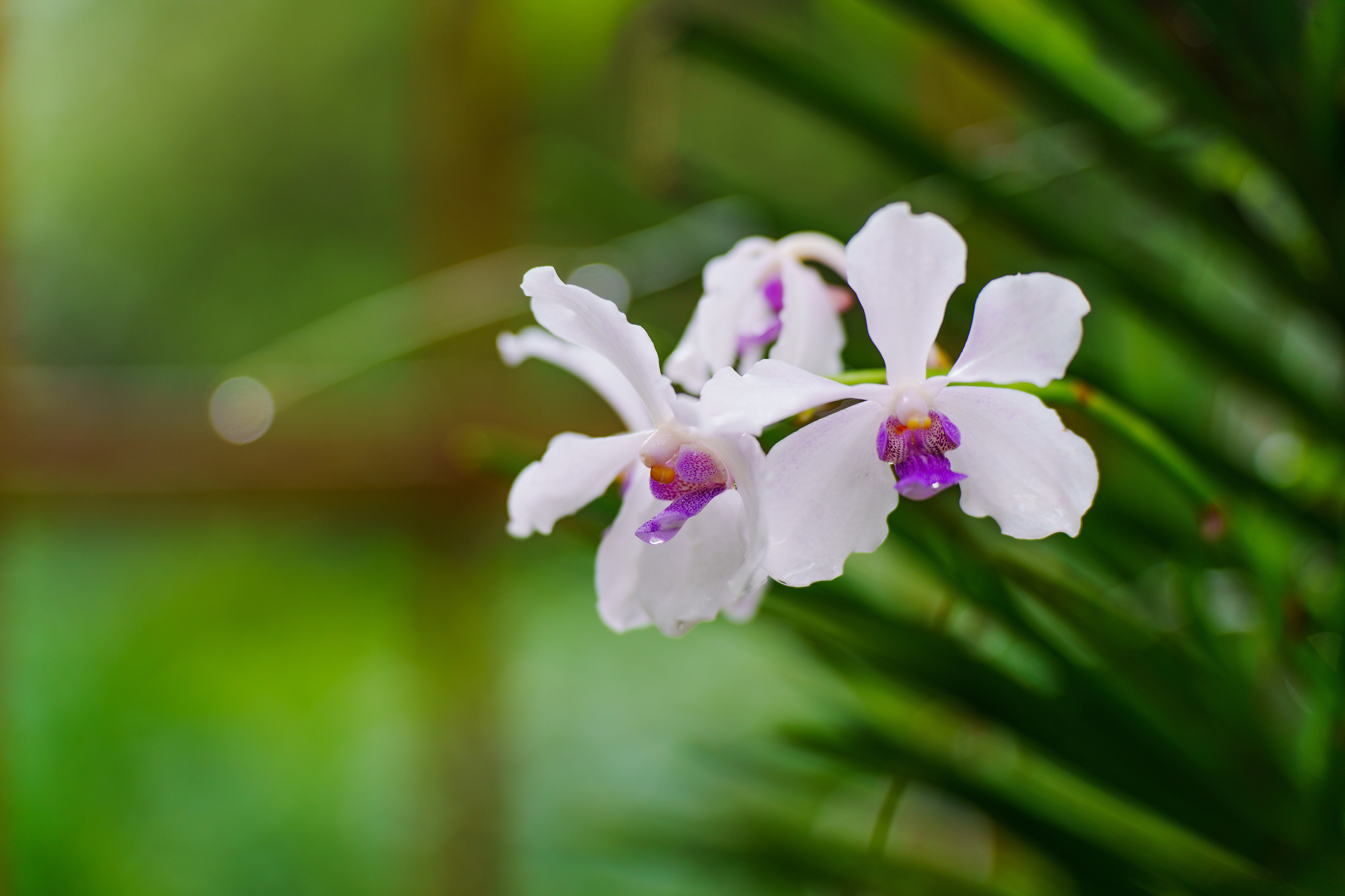jardin des orchidées