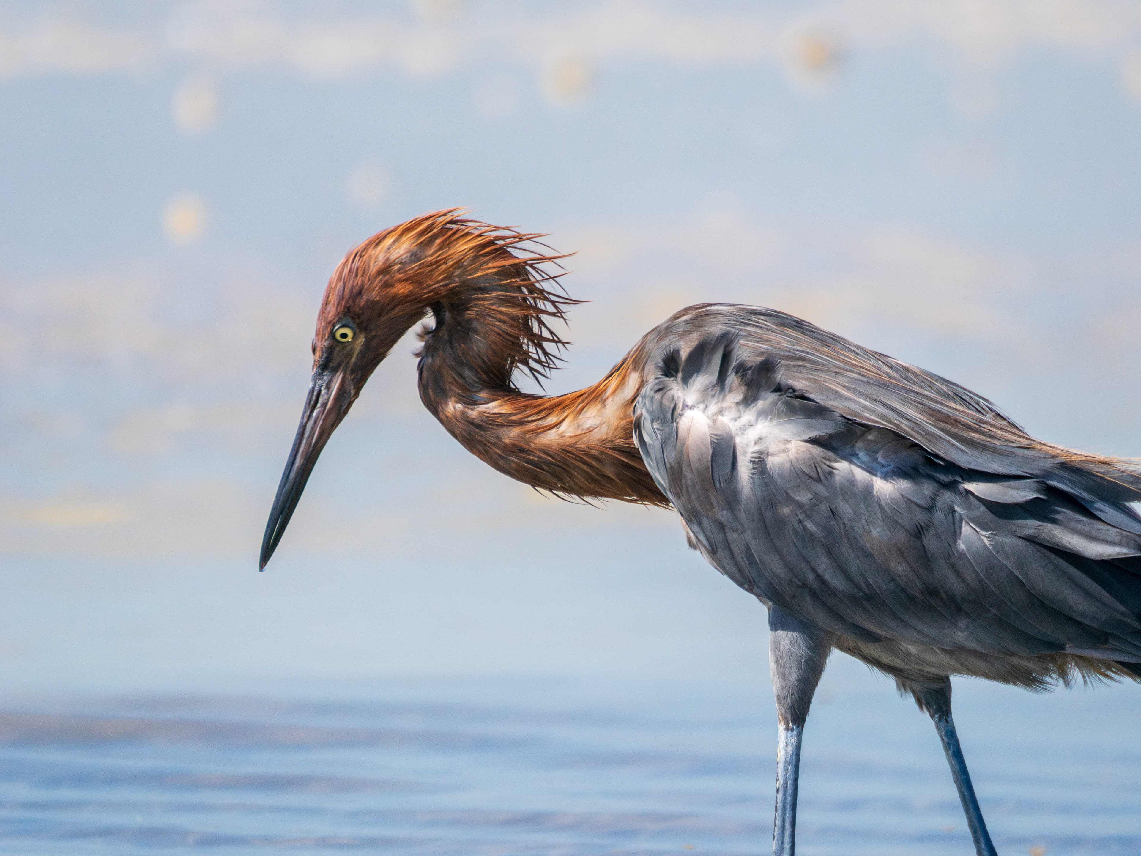 aigrette roussâtre