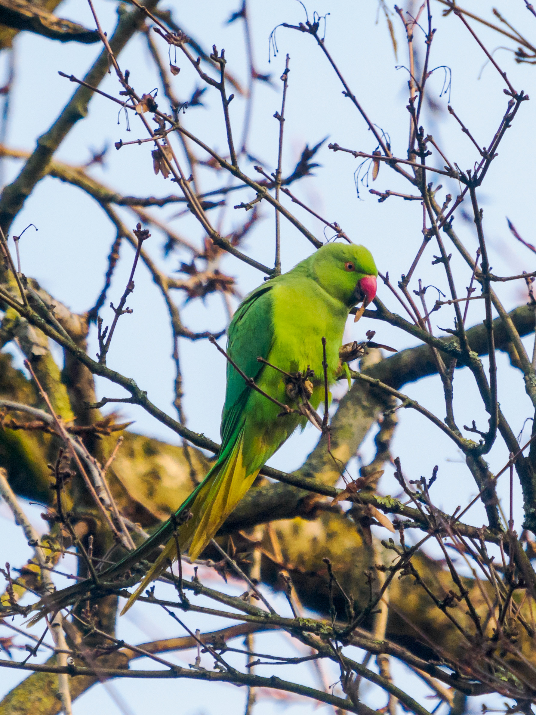 perruche au bois de Vincennes