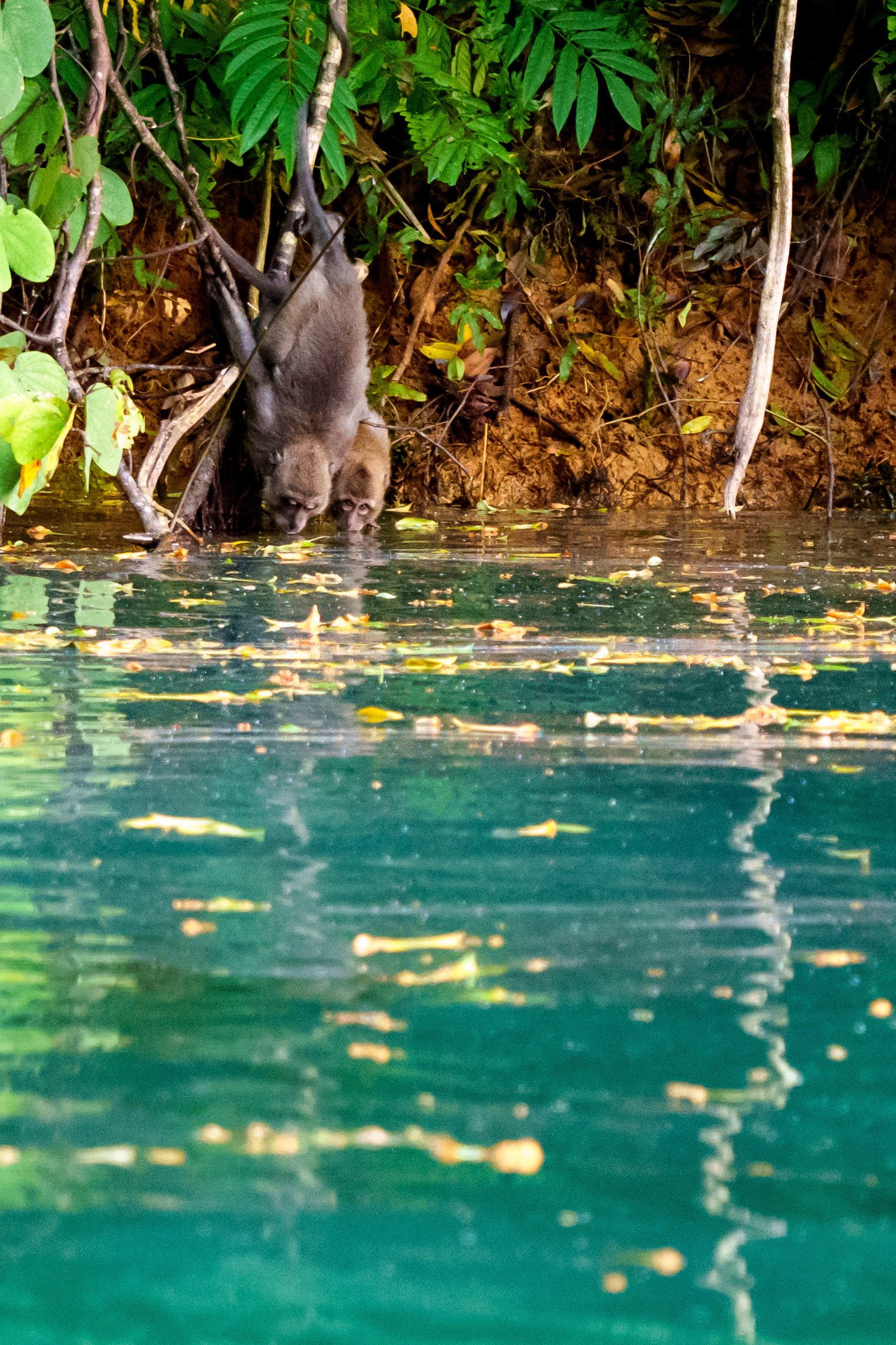 macaque