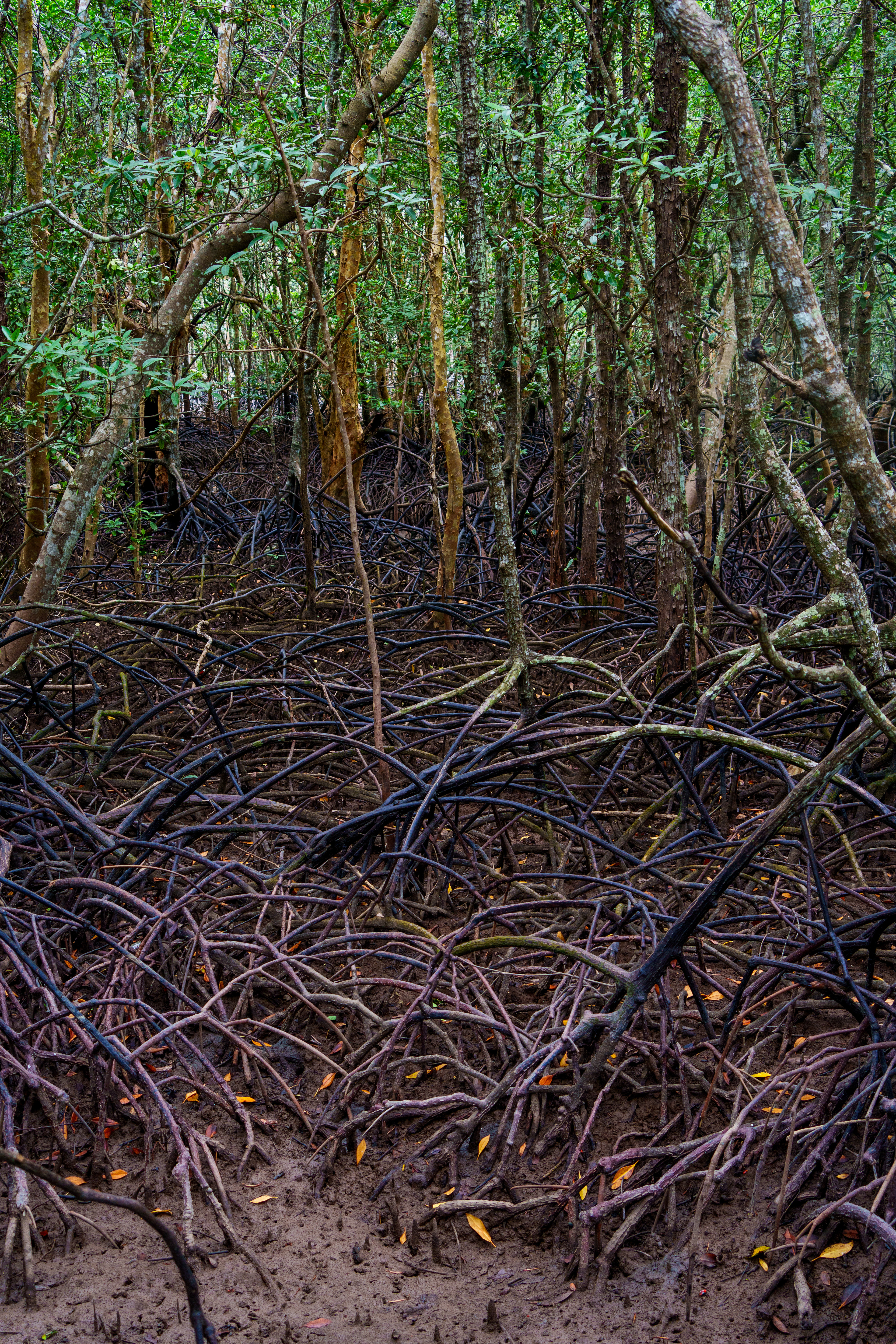 Ballade dans la mangrove
