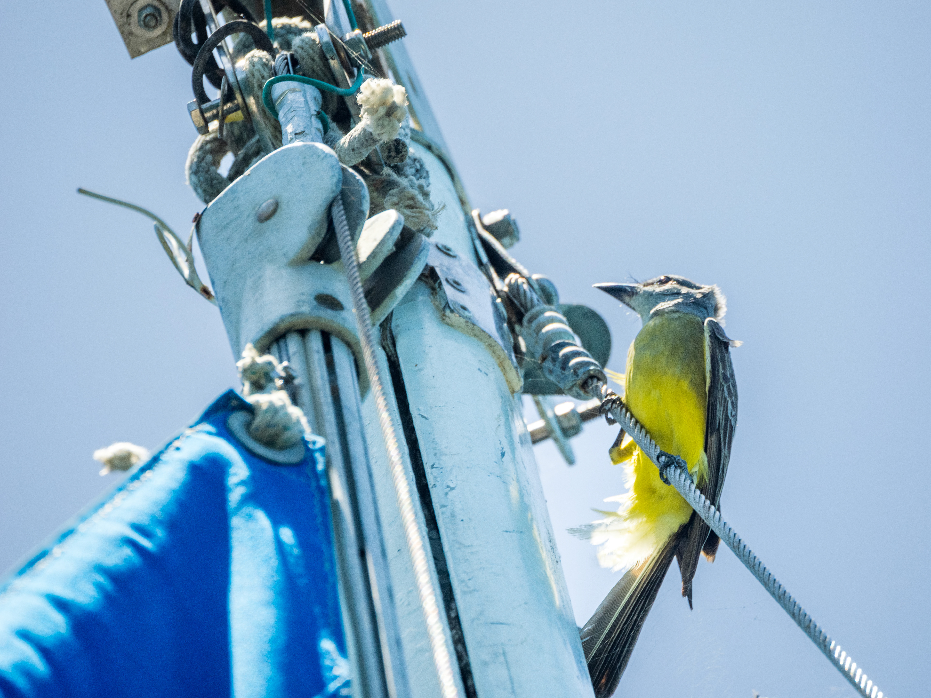 compagnoin du cénote négro