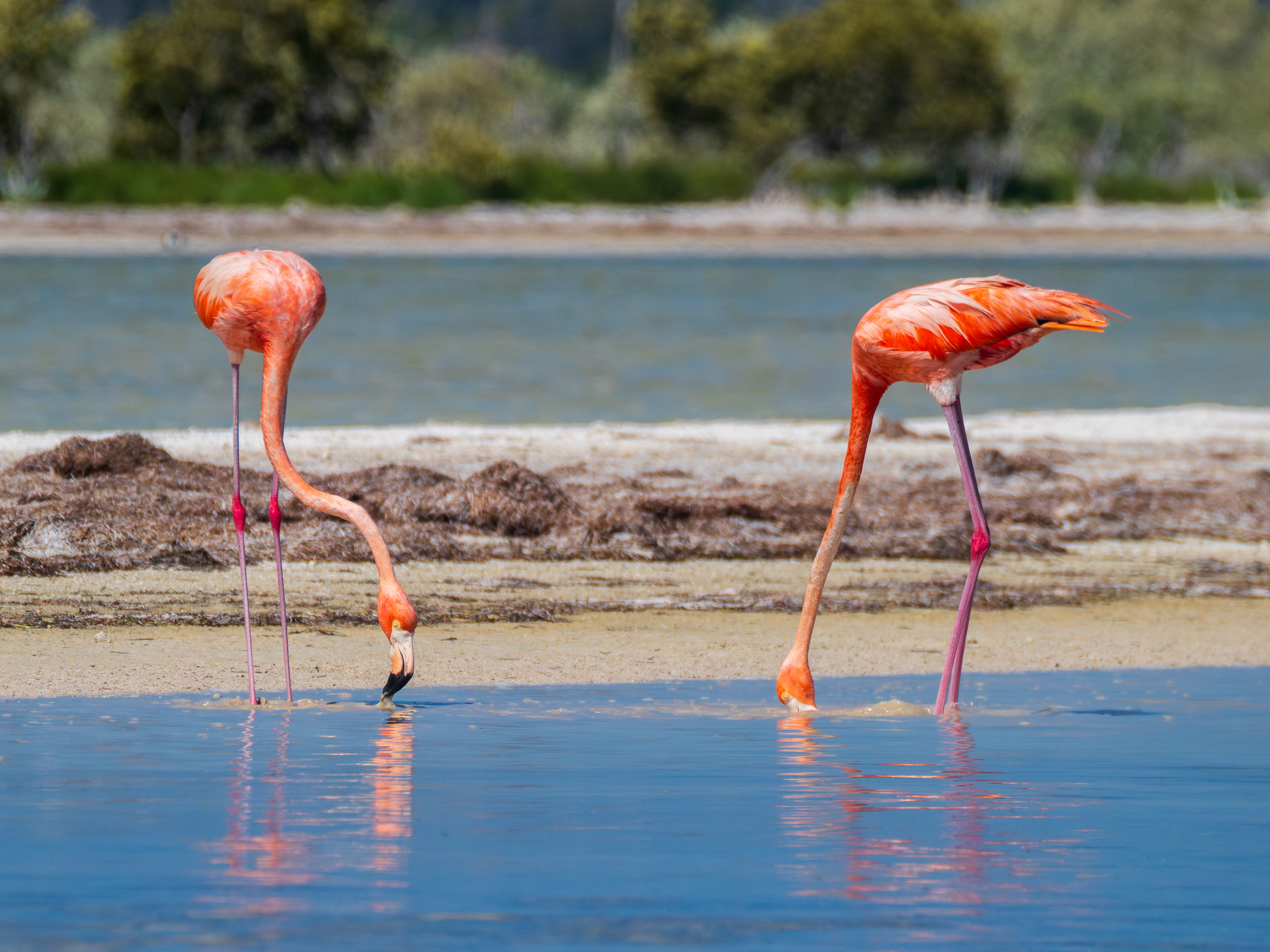 flamands roses