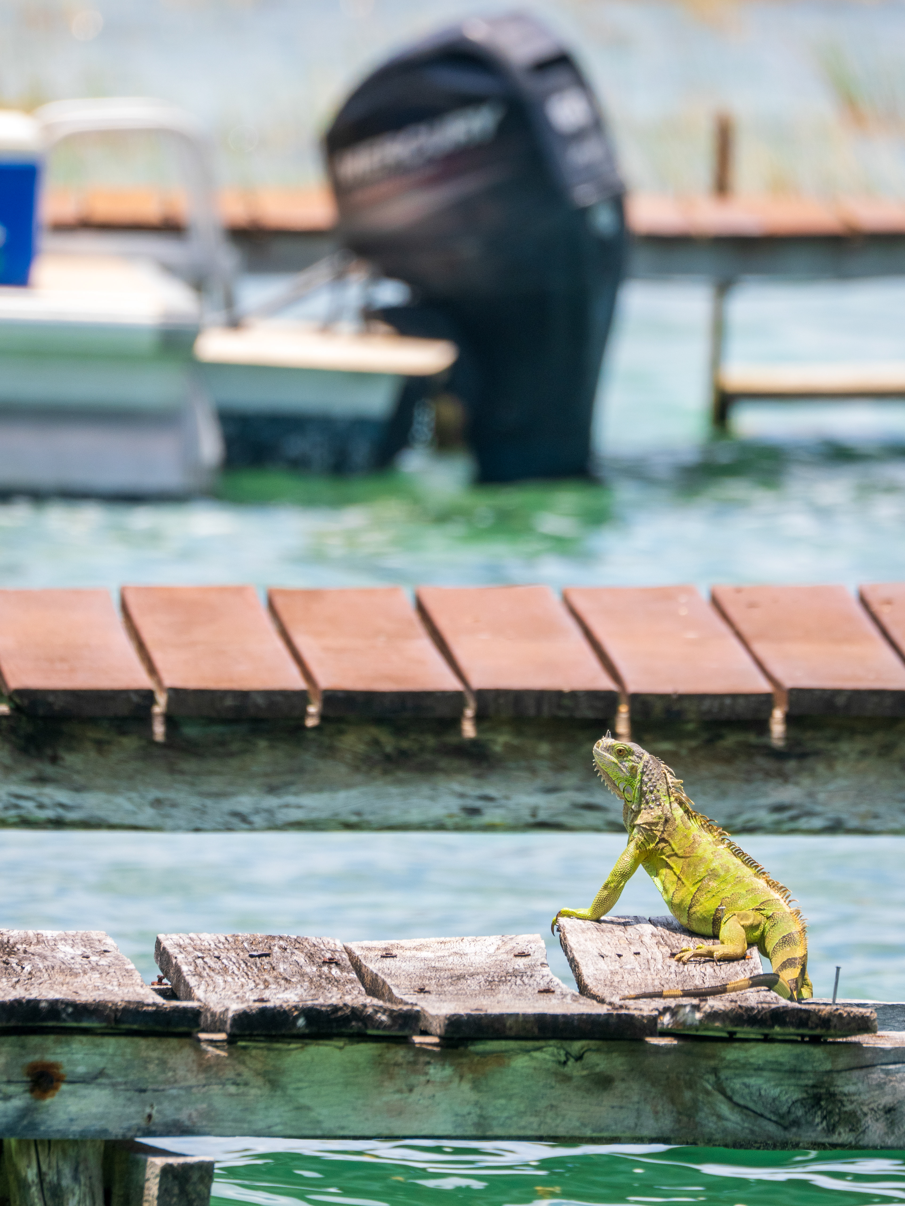 compagnon de départ