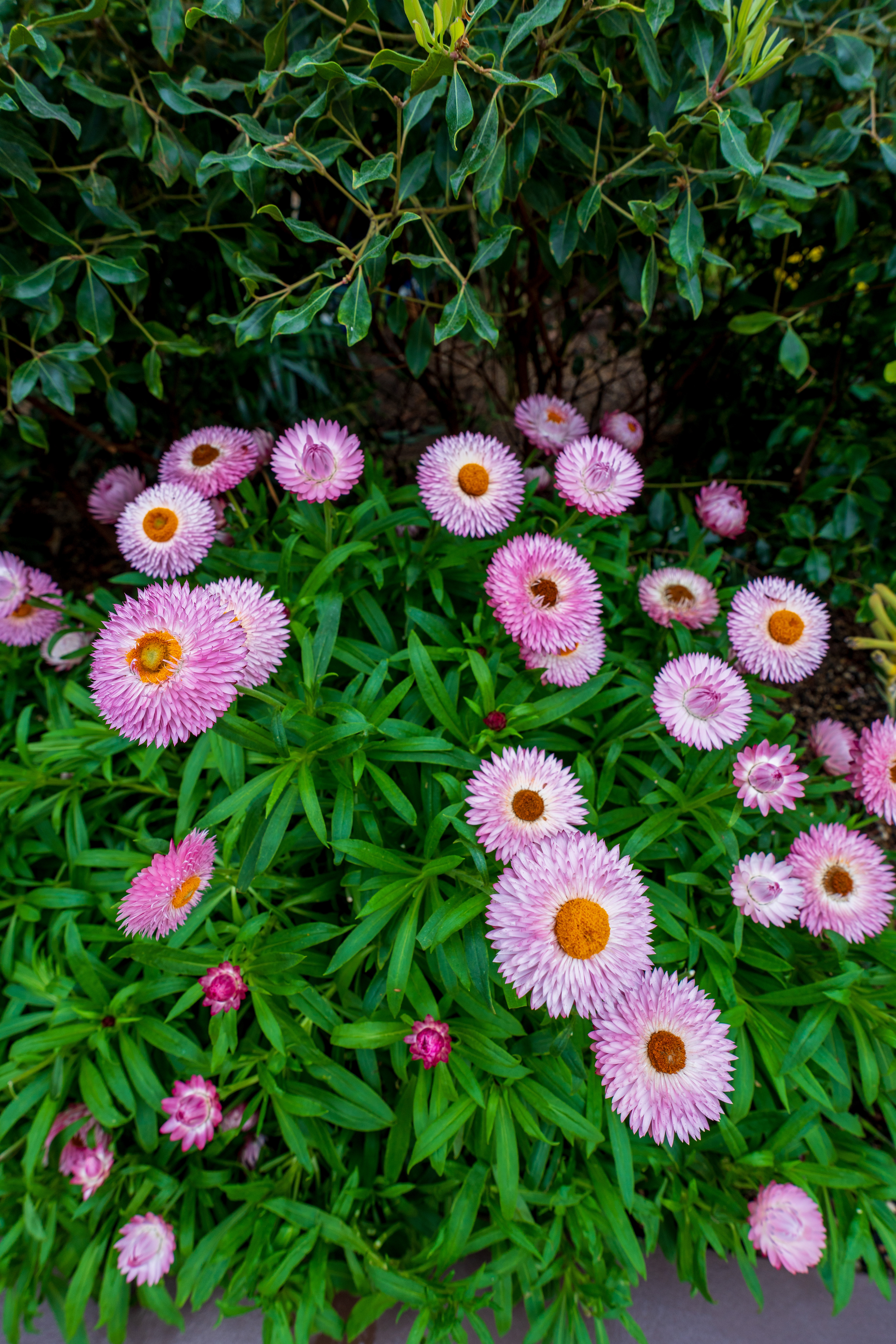 Flower Dome