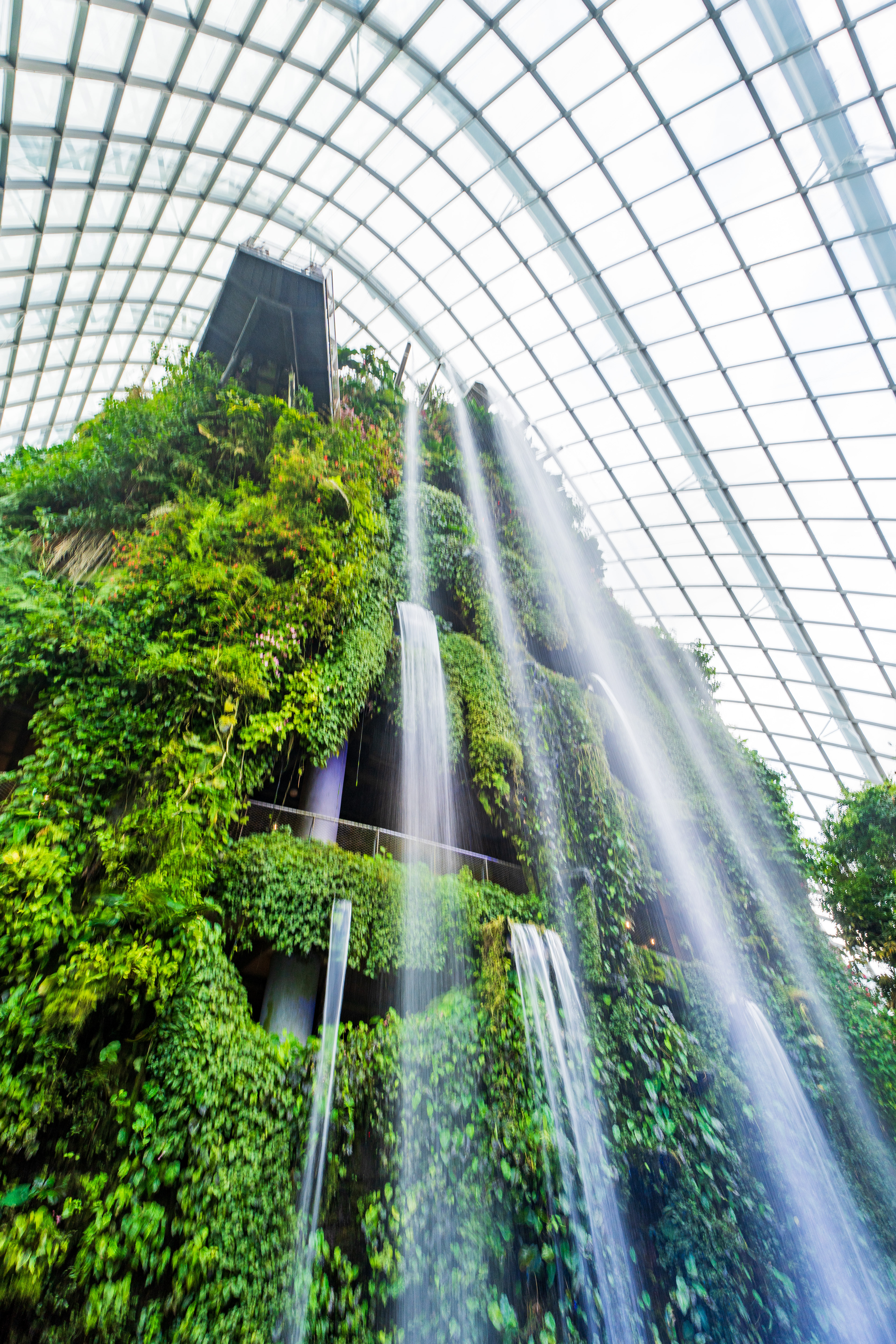 Cloud Forest
