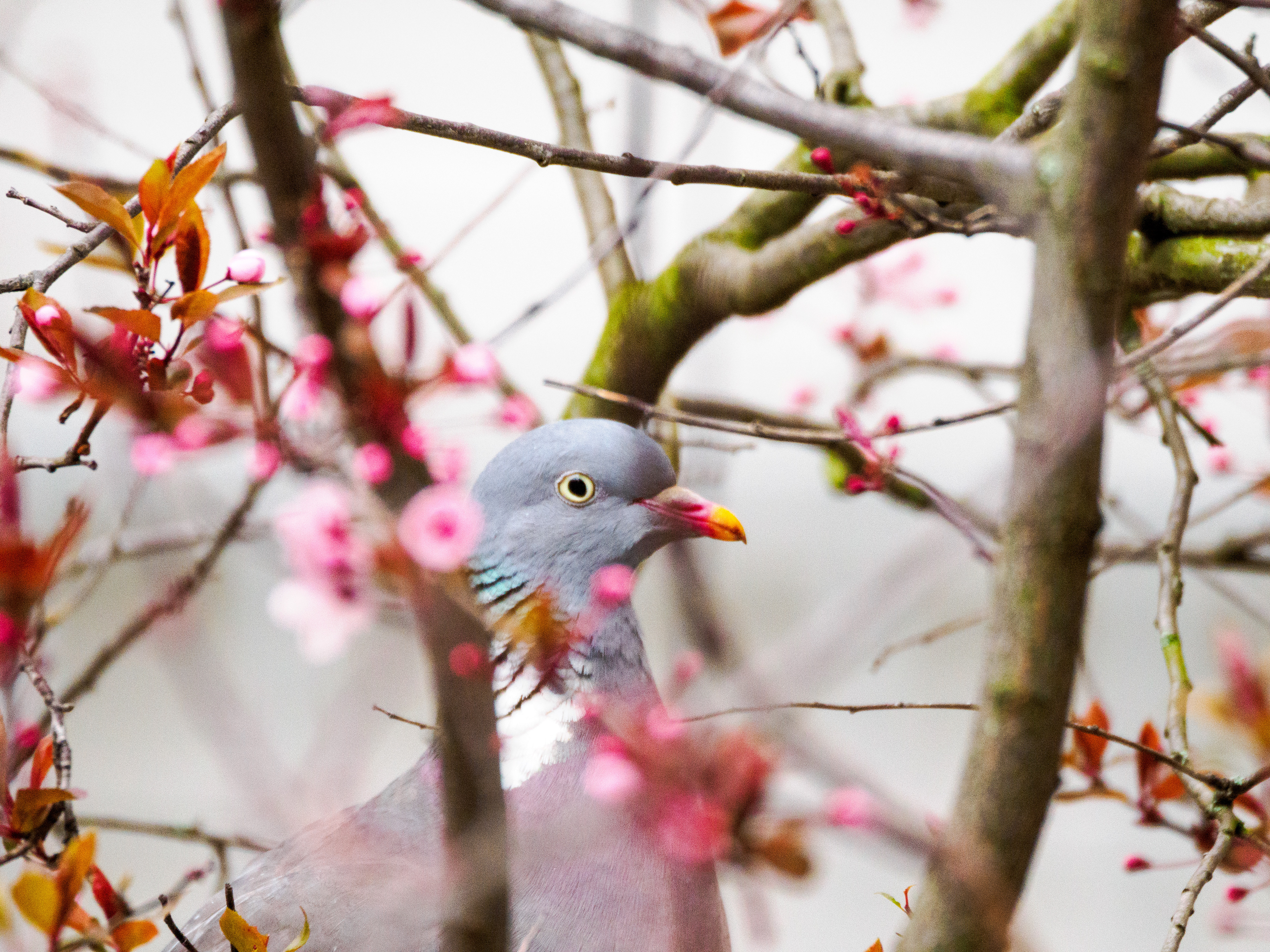pigeons dans Paris
