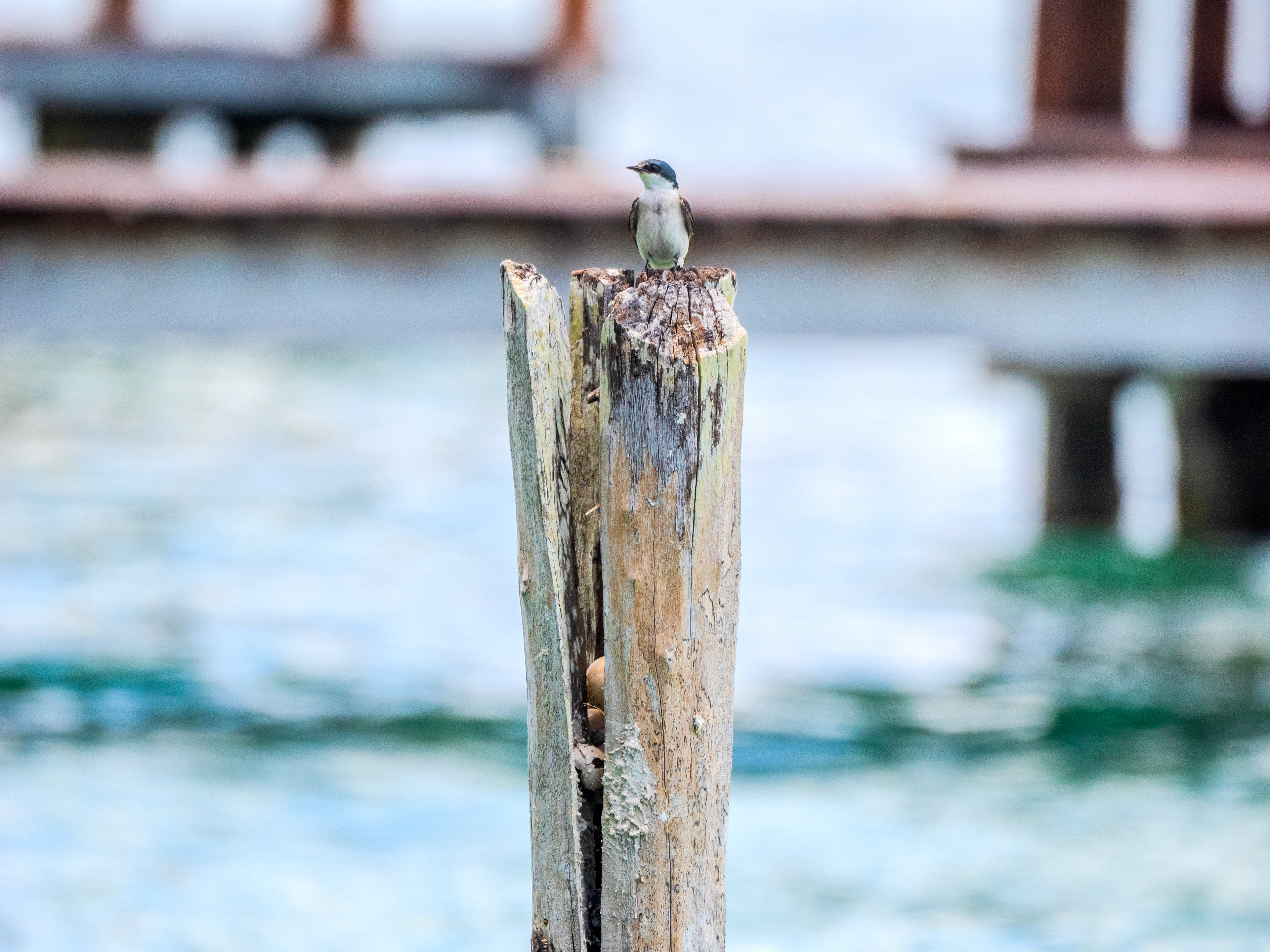 compagnon de départ