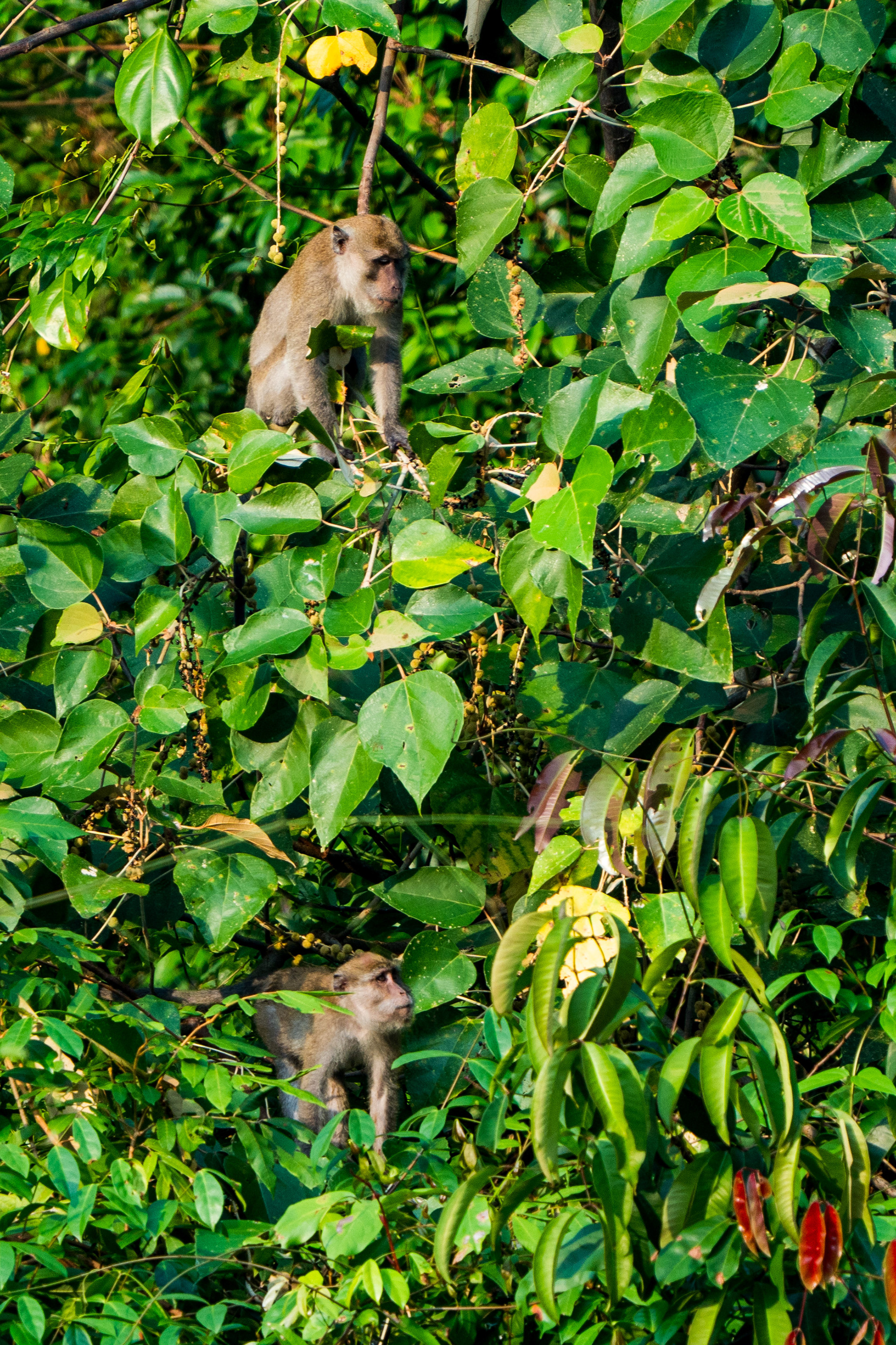 macaques