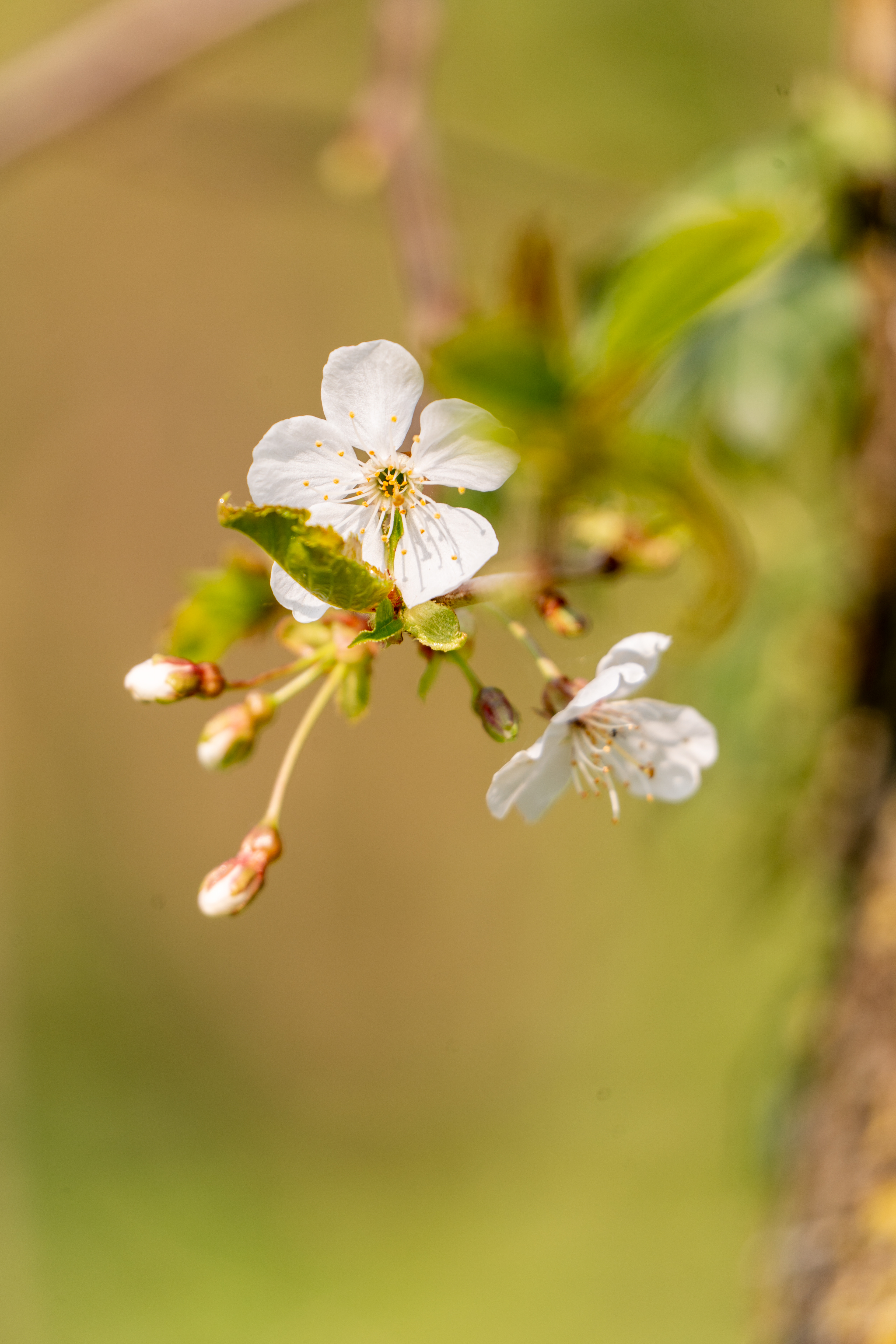 le printemps arrive