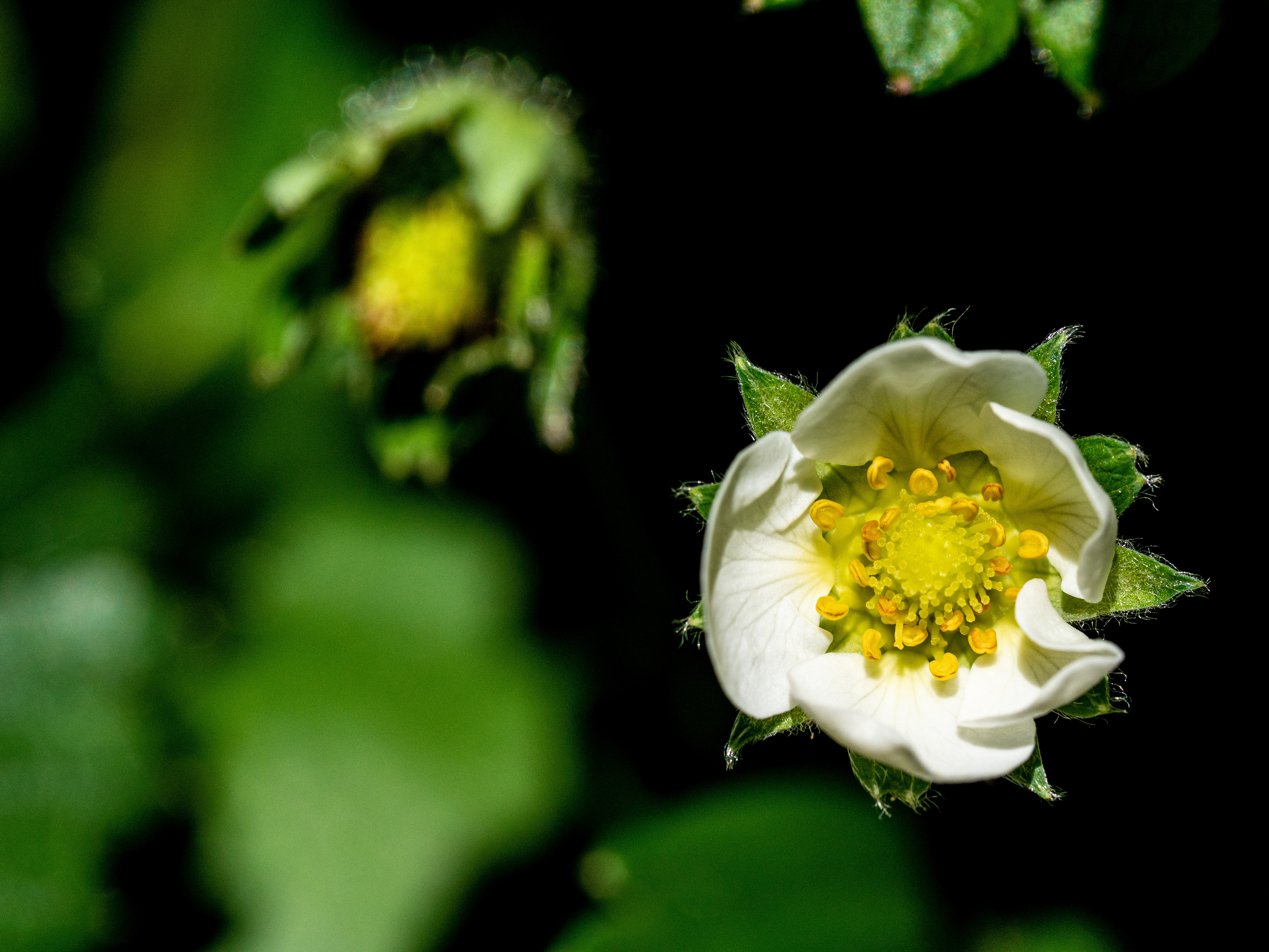 Pâquerette du printemps 2021