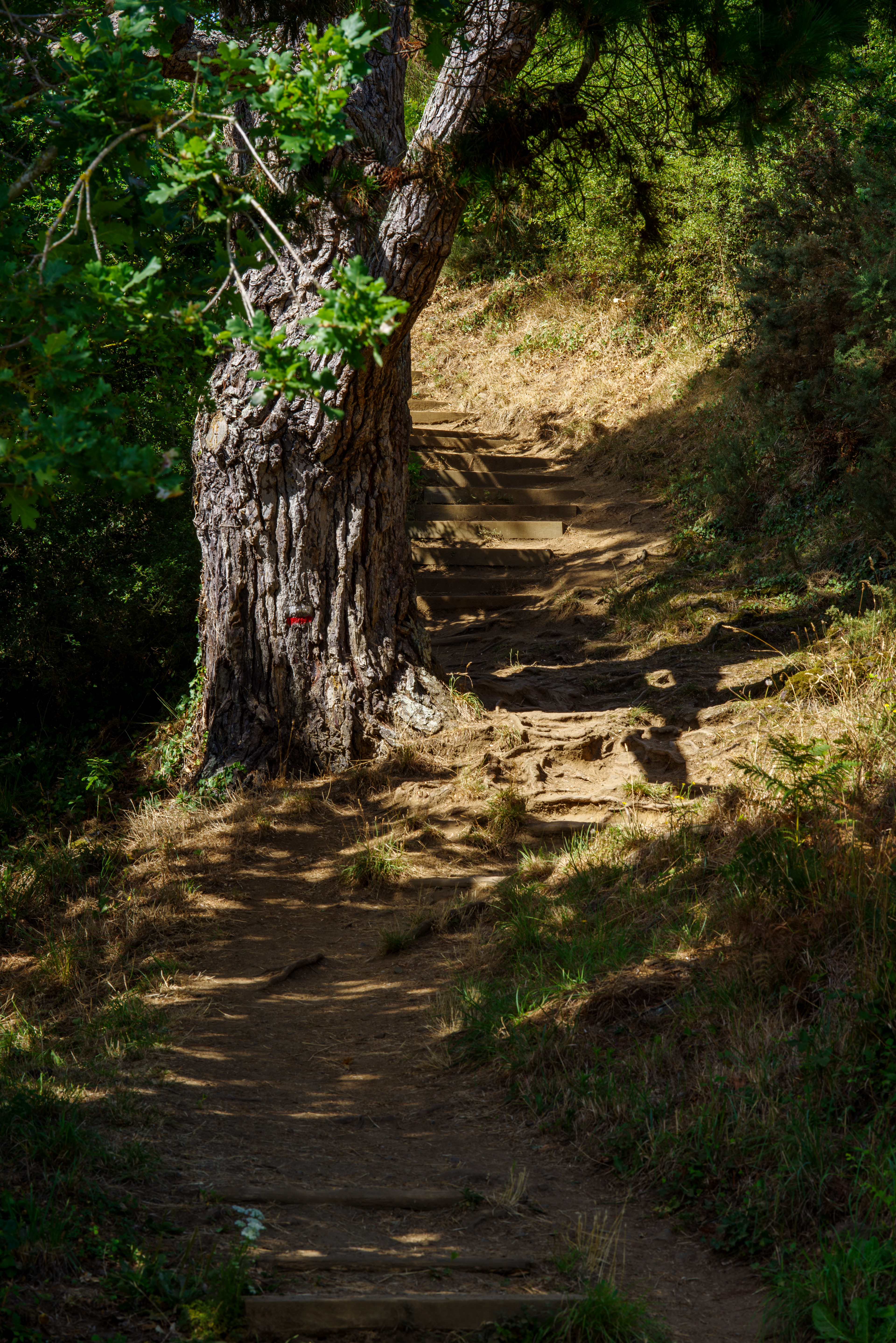 Chemin des douaniers