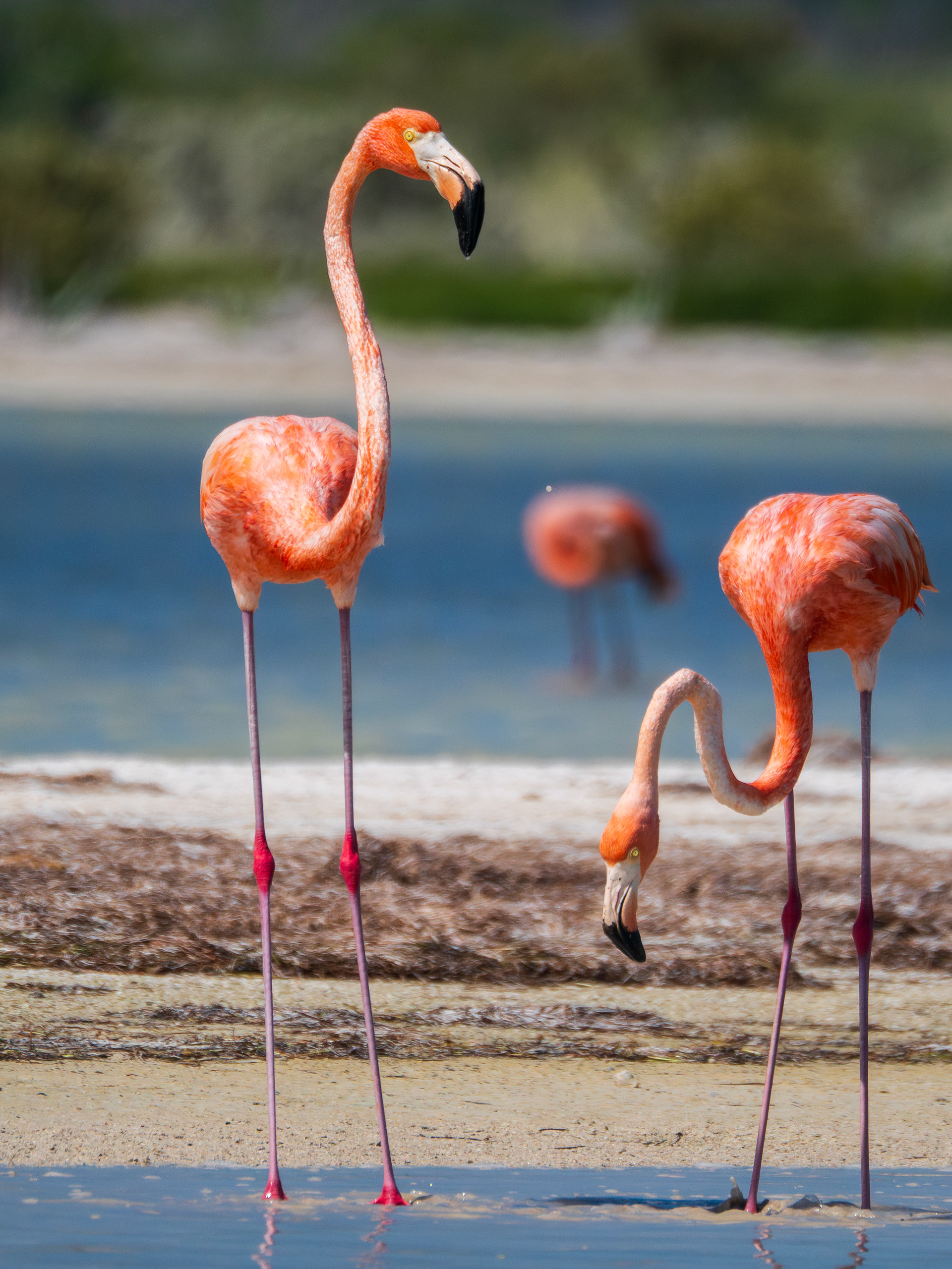 flamands roses