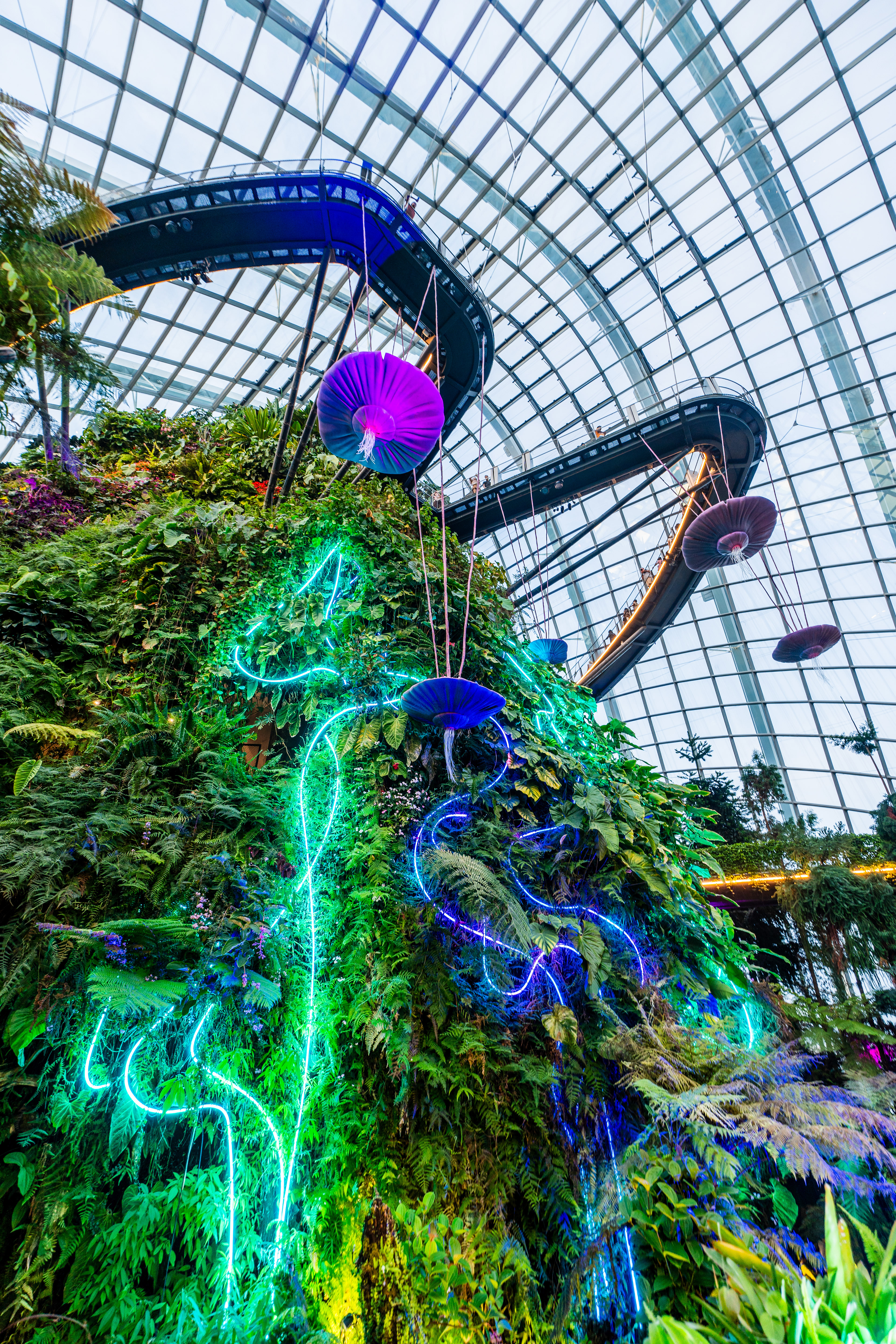 Cloud Forest