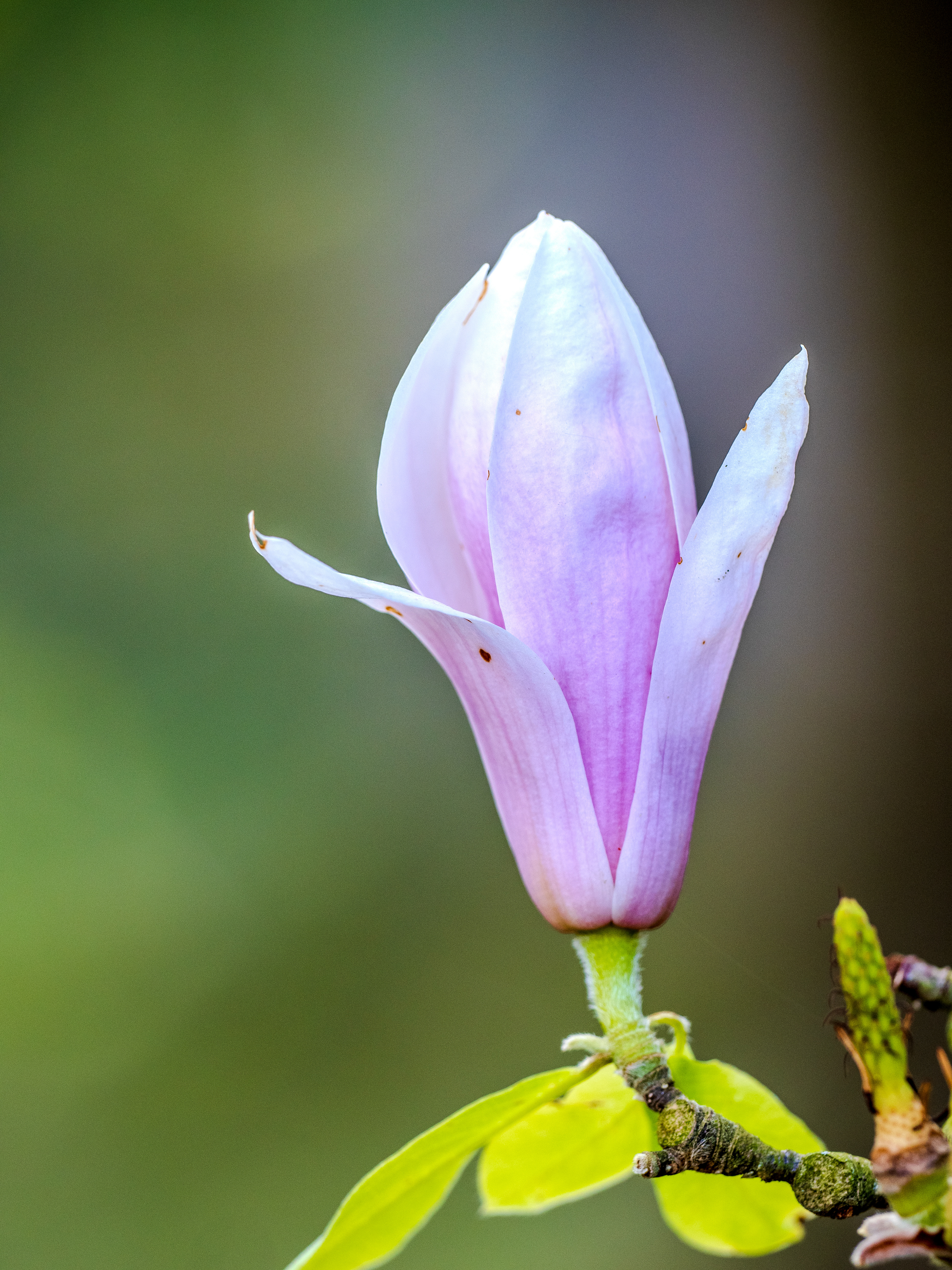 le printemps arrive