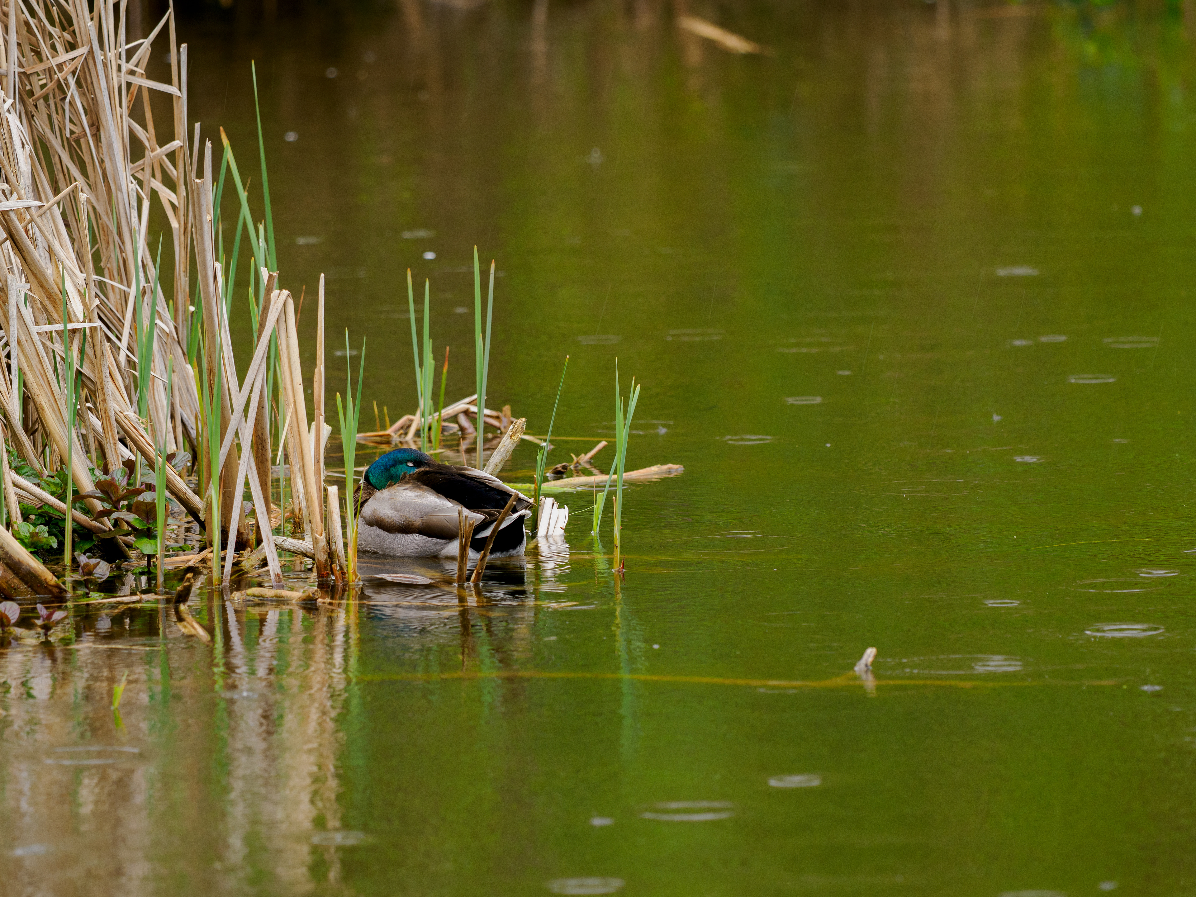Colvert