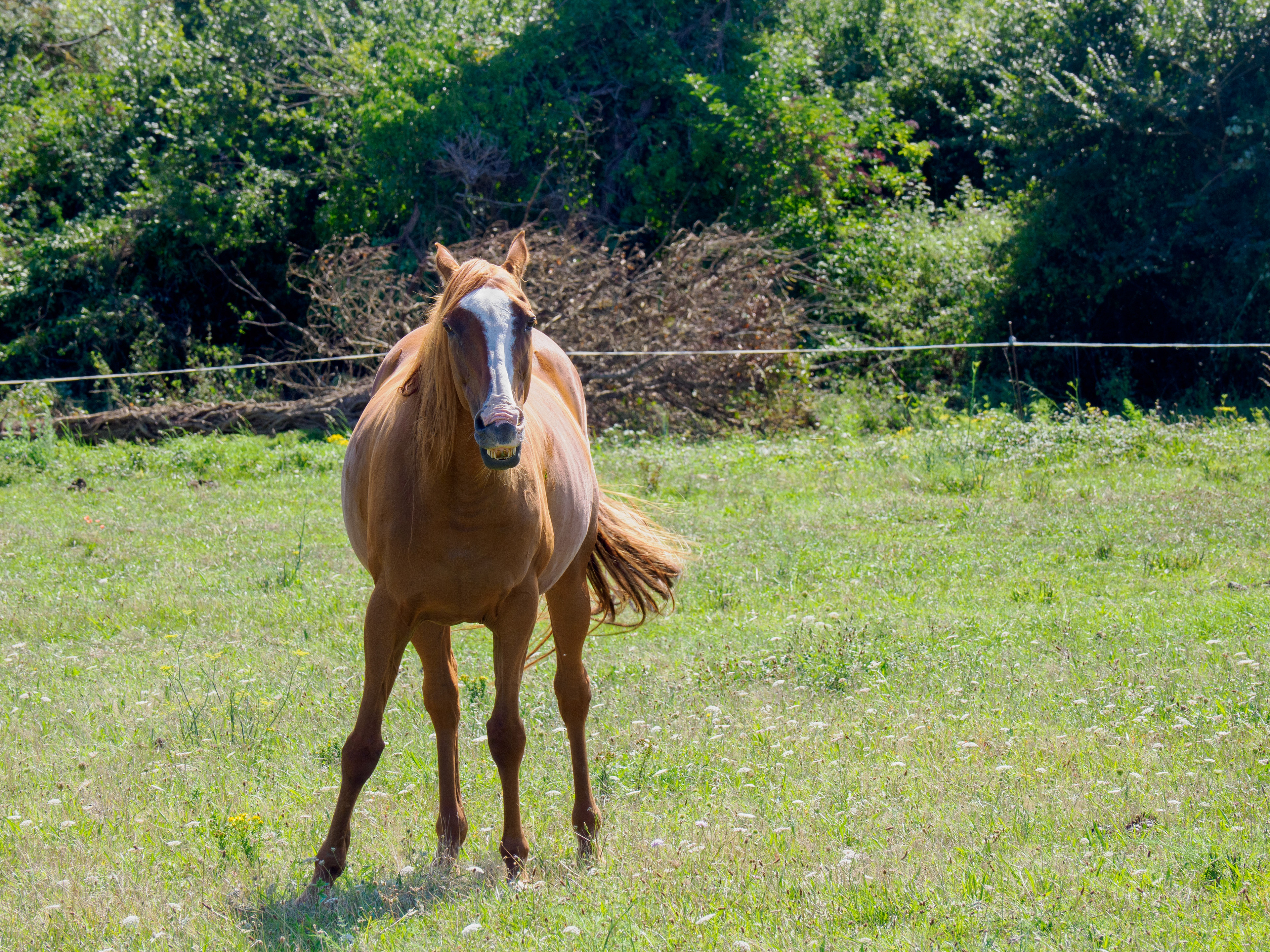 Cheval