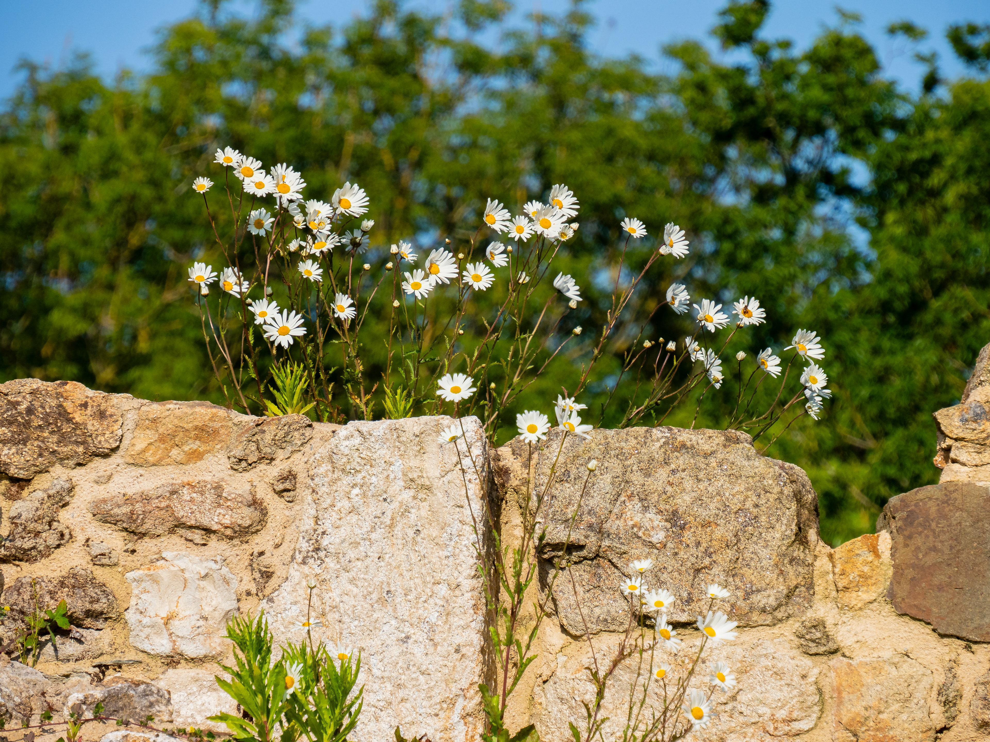 pâquerettes - Château du Guildo