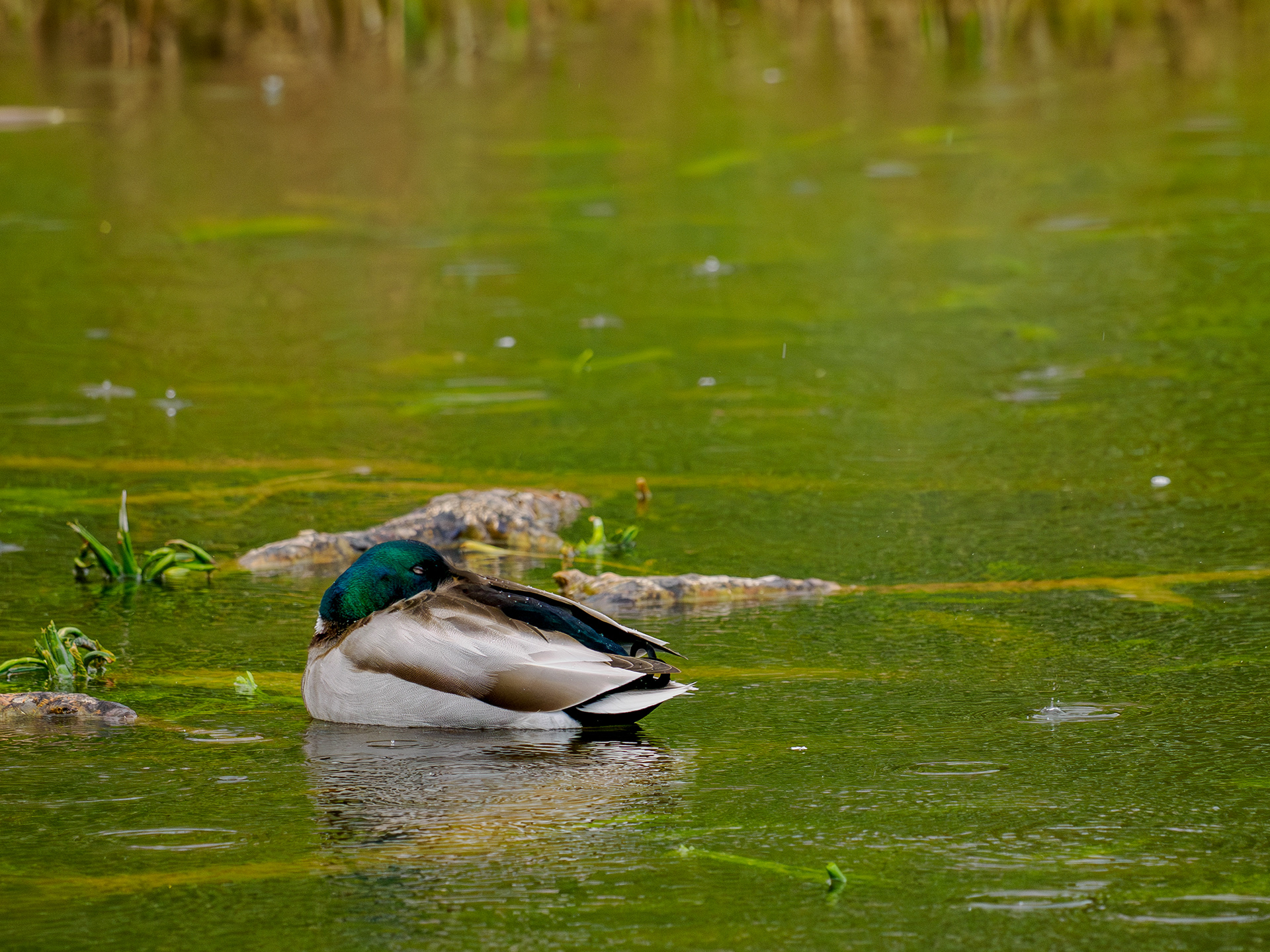 Colvert