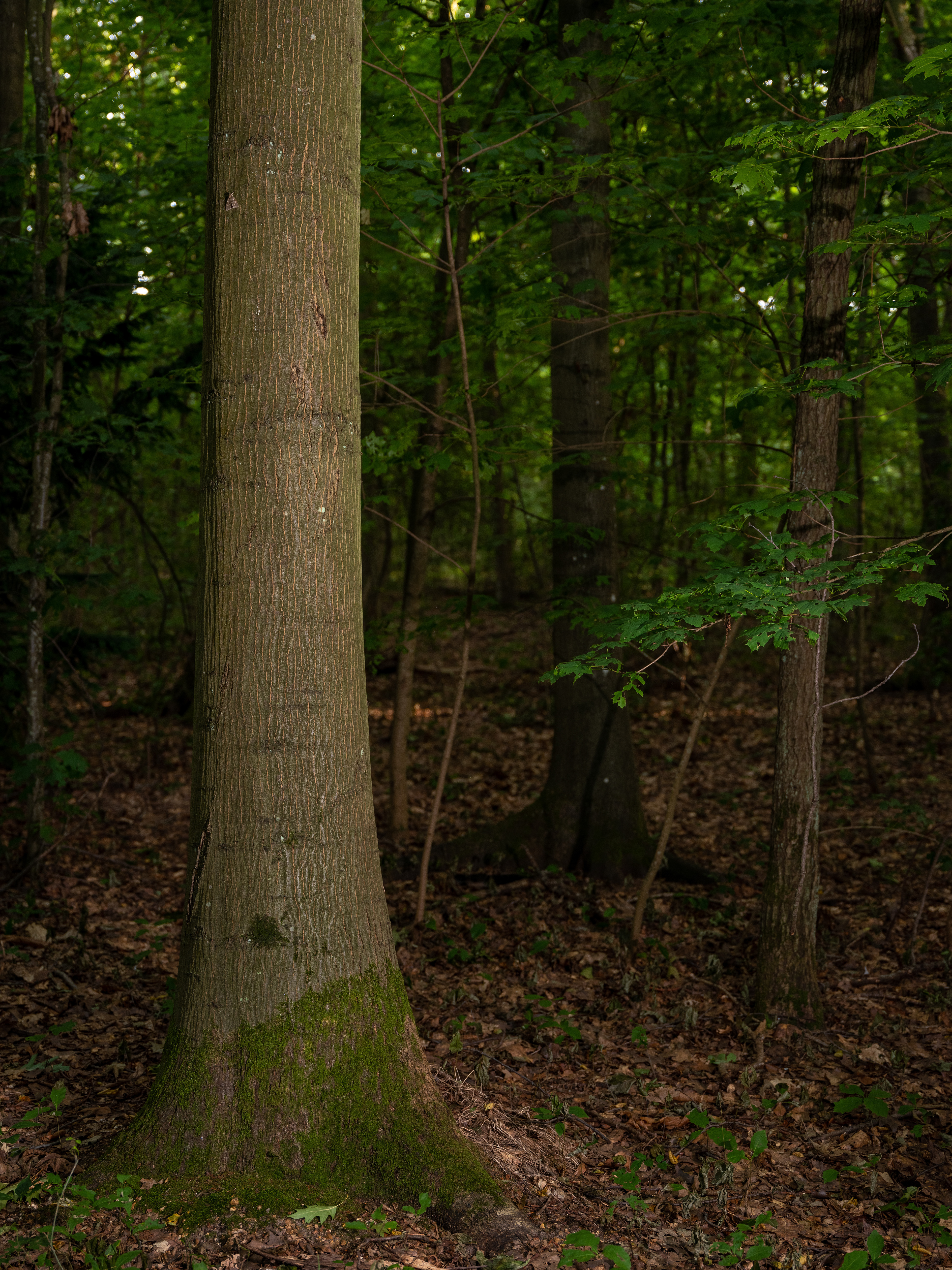 Dans le bois de Vincennes
