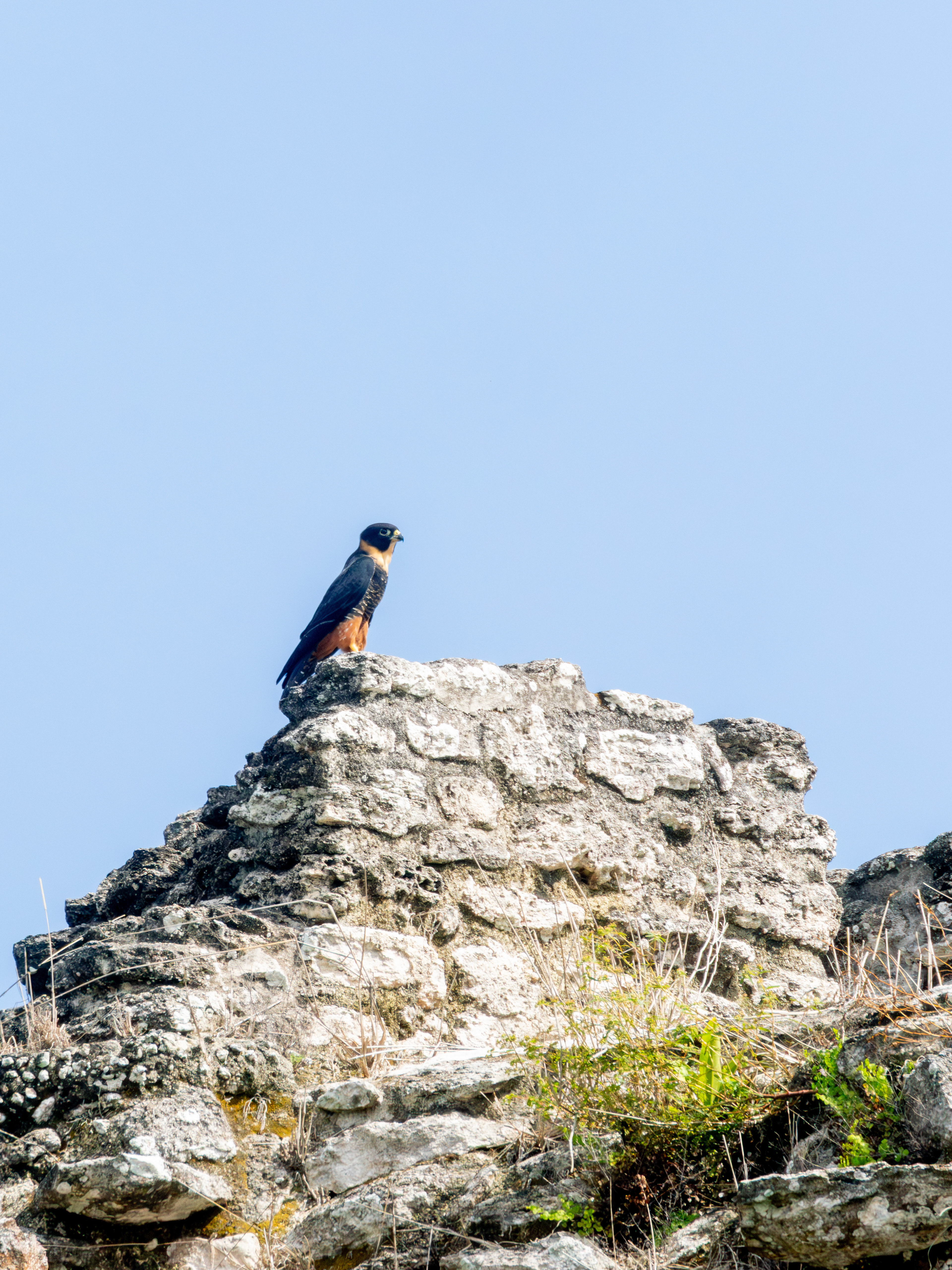 Les temples perdus dans la jungle sont ceux des meilleurs rencontres