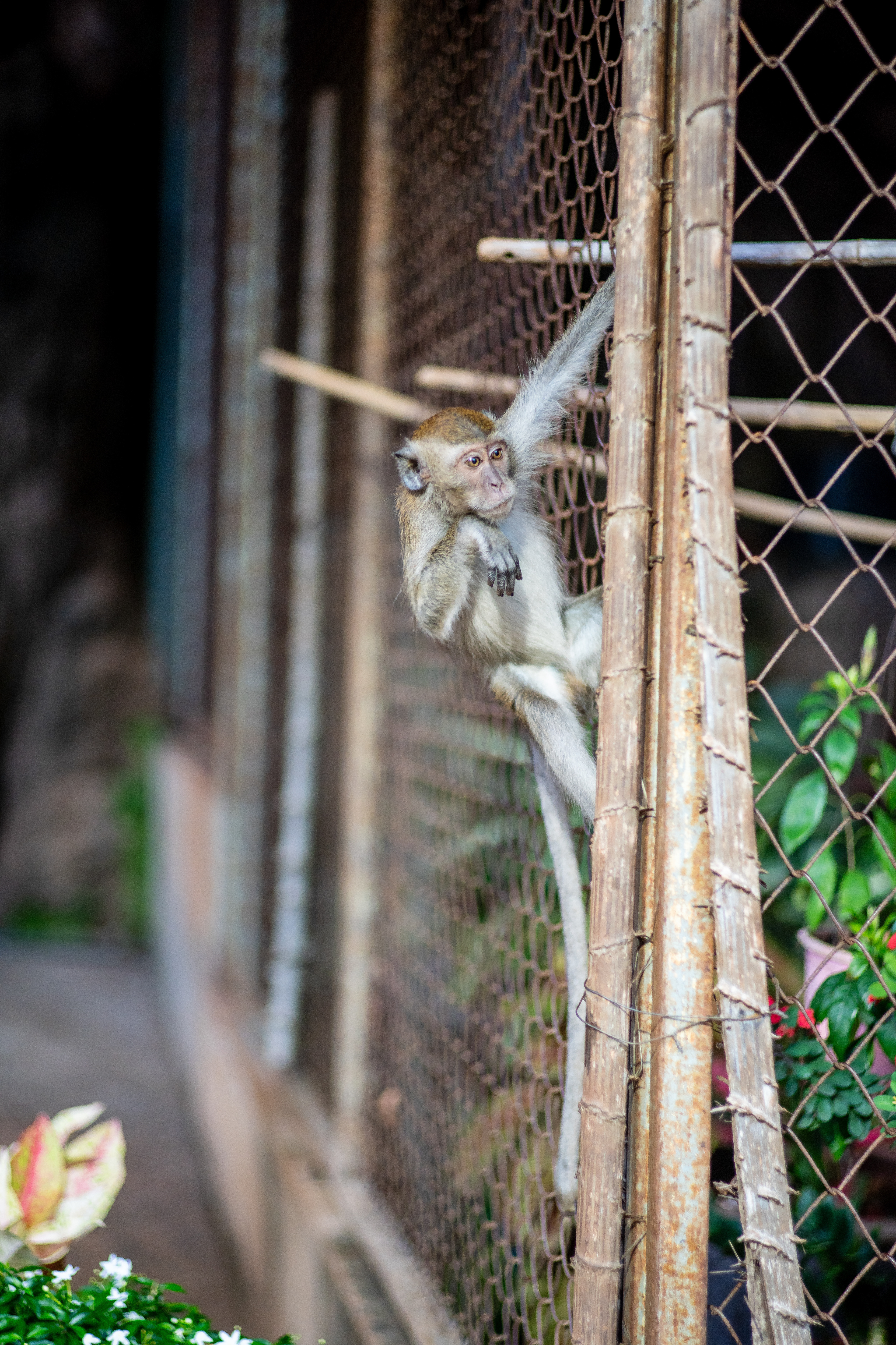 encore un singe