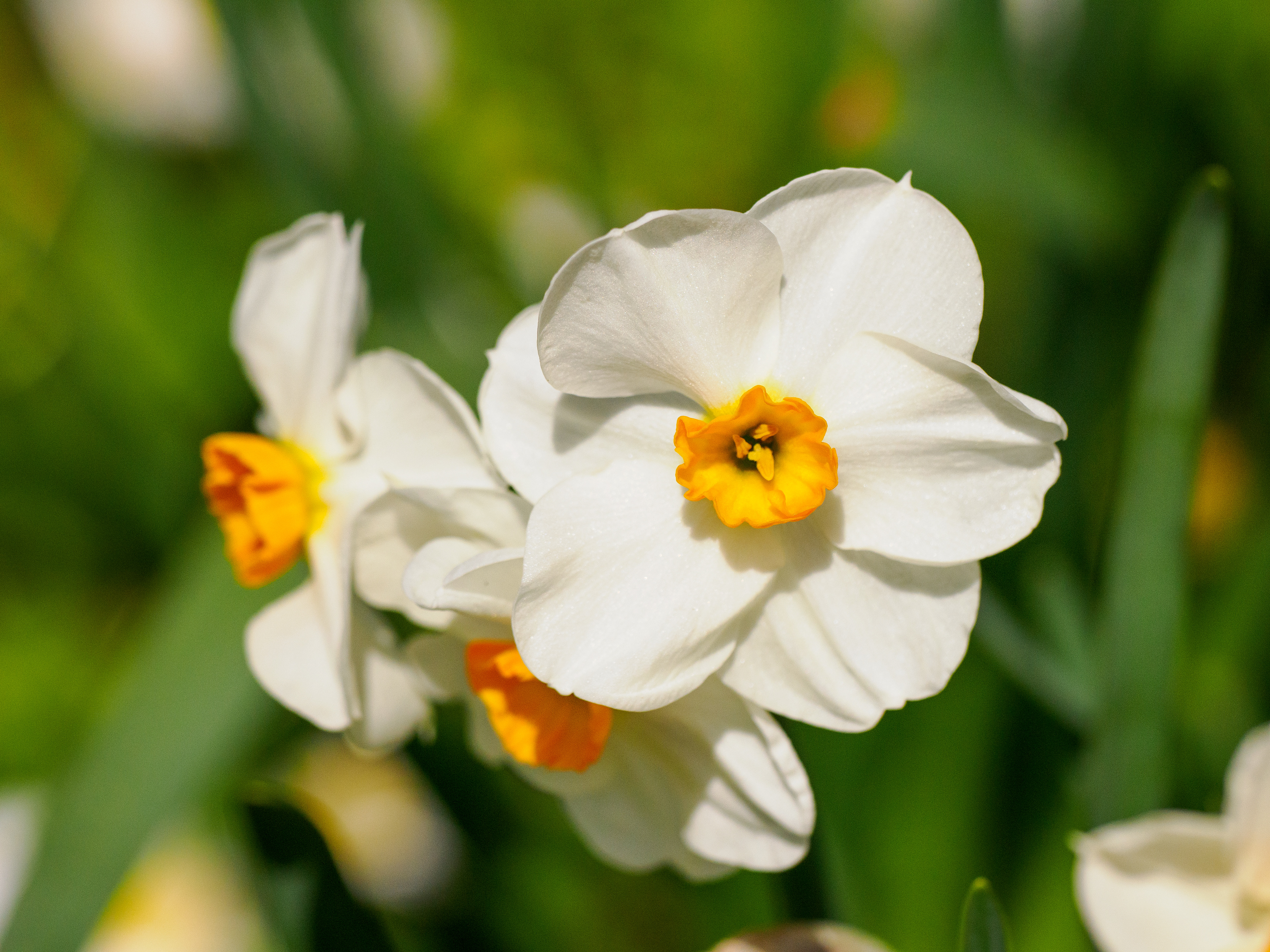 le printemps arrive