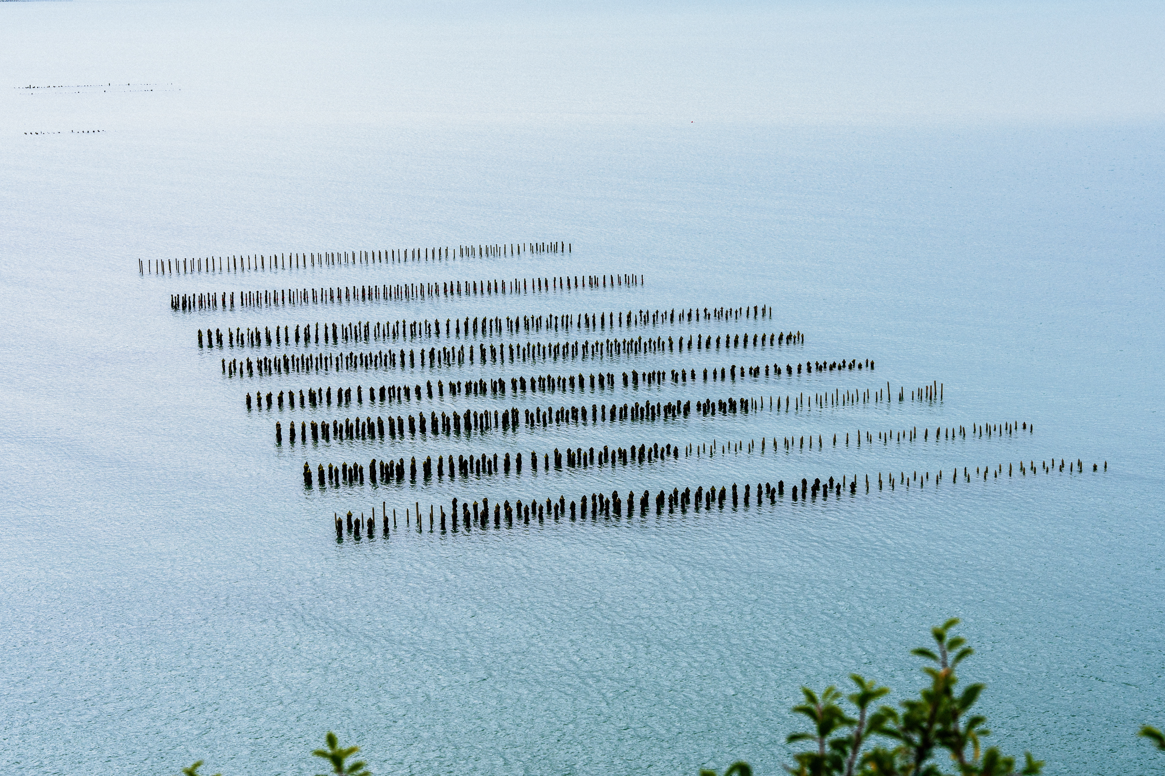 Elevage de moules